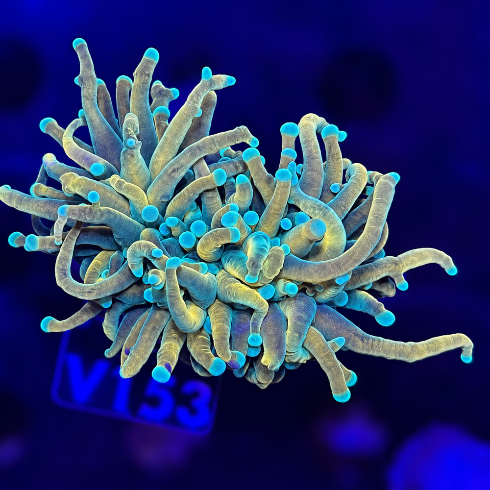 FMC Euphyllia Holy Grail Banana V