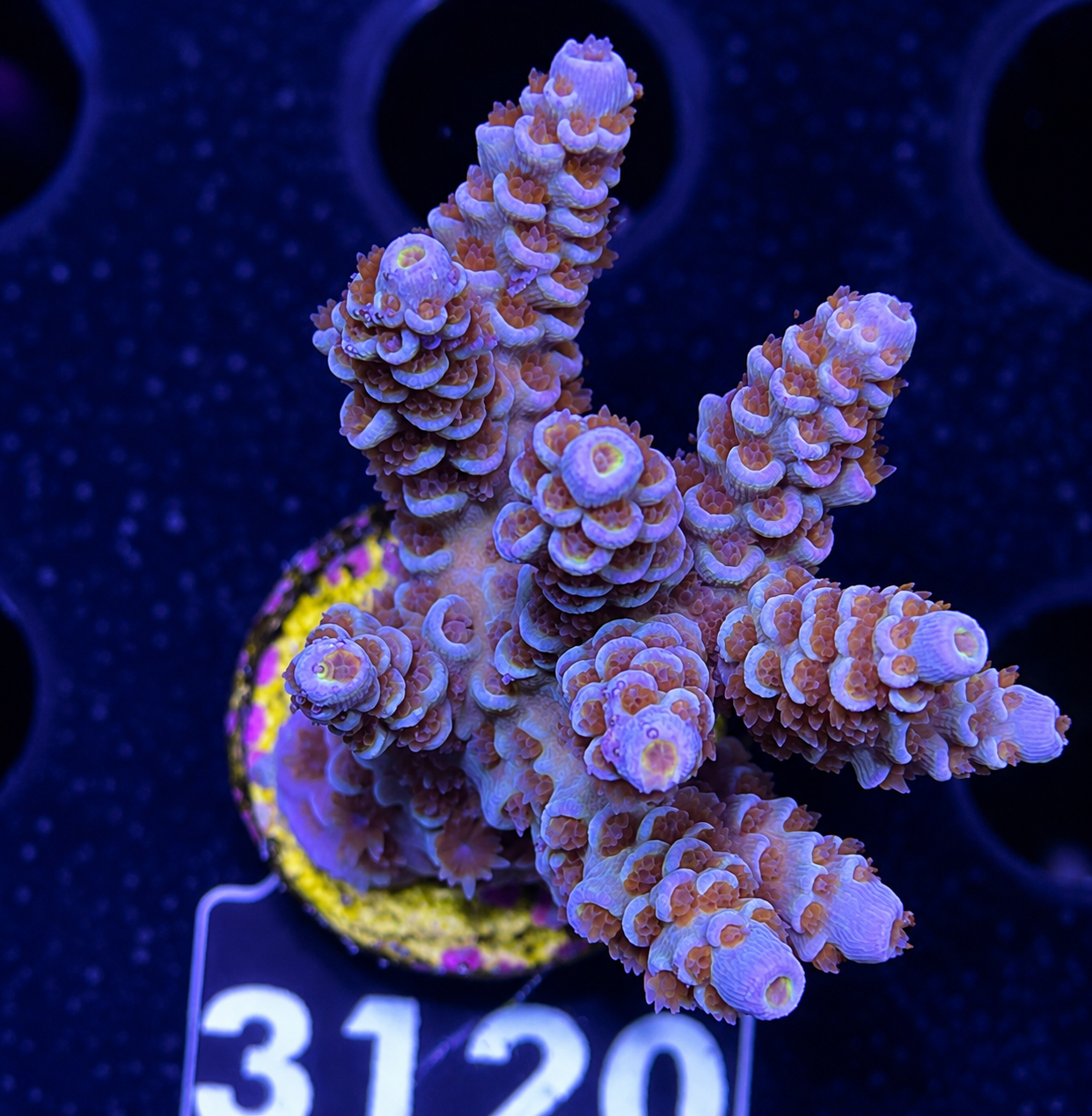 FMC Acropora tenuis