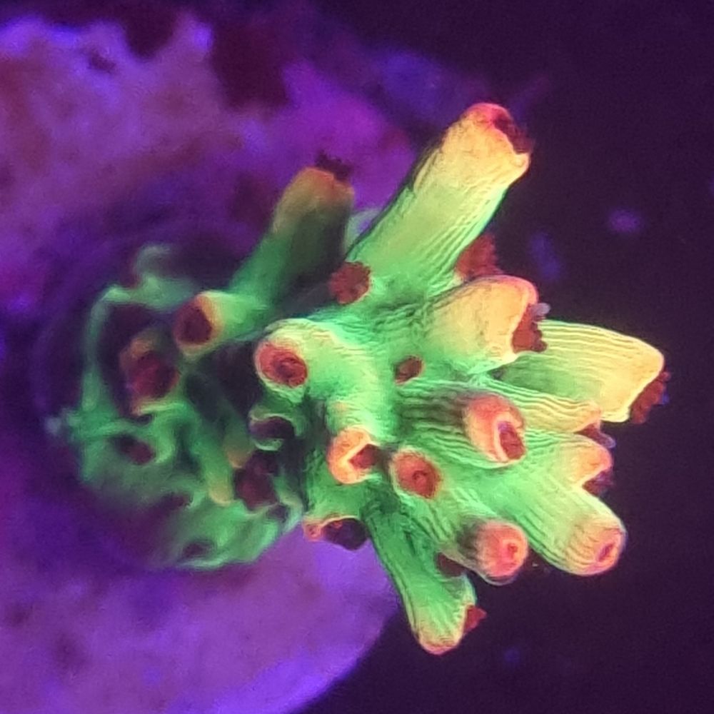 FMC Acropora microclados Strawberry Shortcake