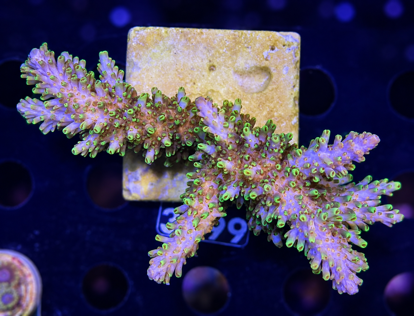 FMC Acropora abrotanoides