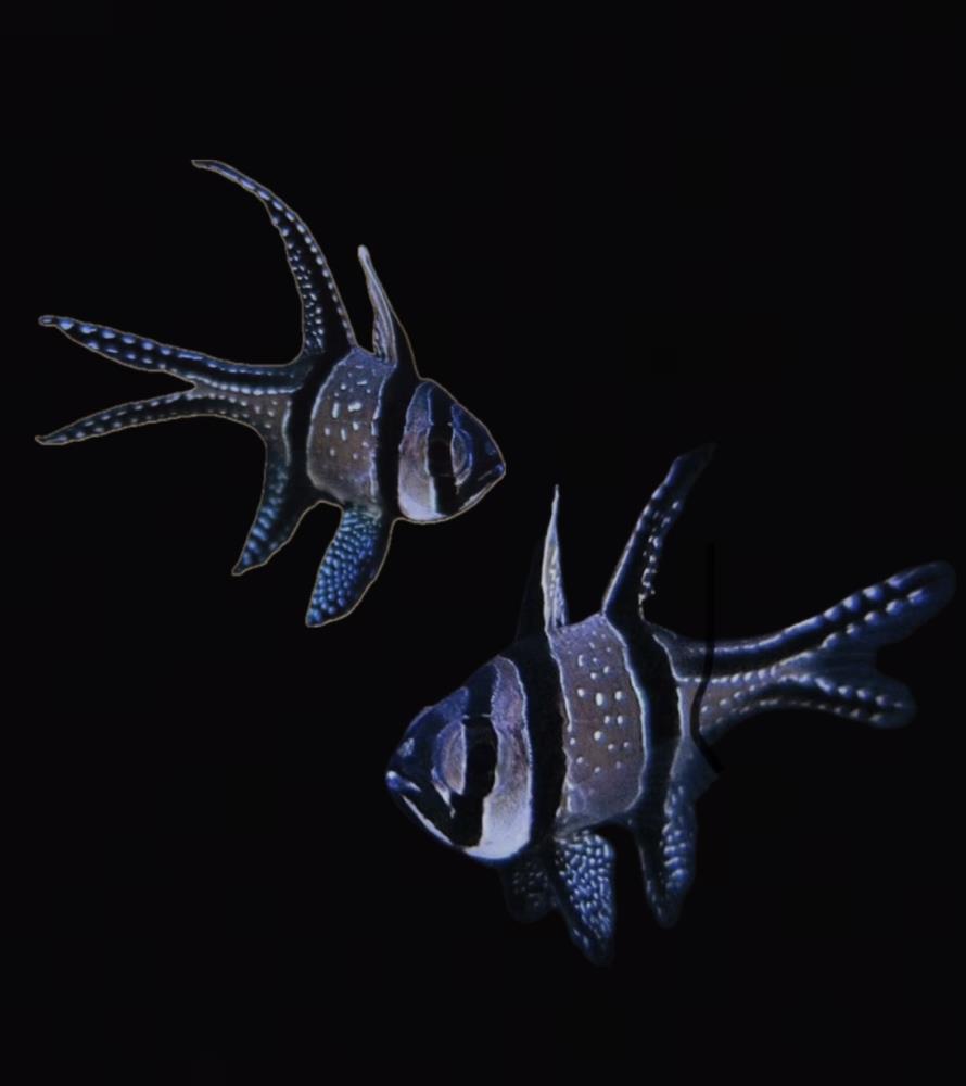 Pterapogon kauderni - Kardinalbarsch DNZ!