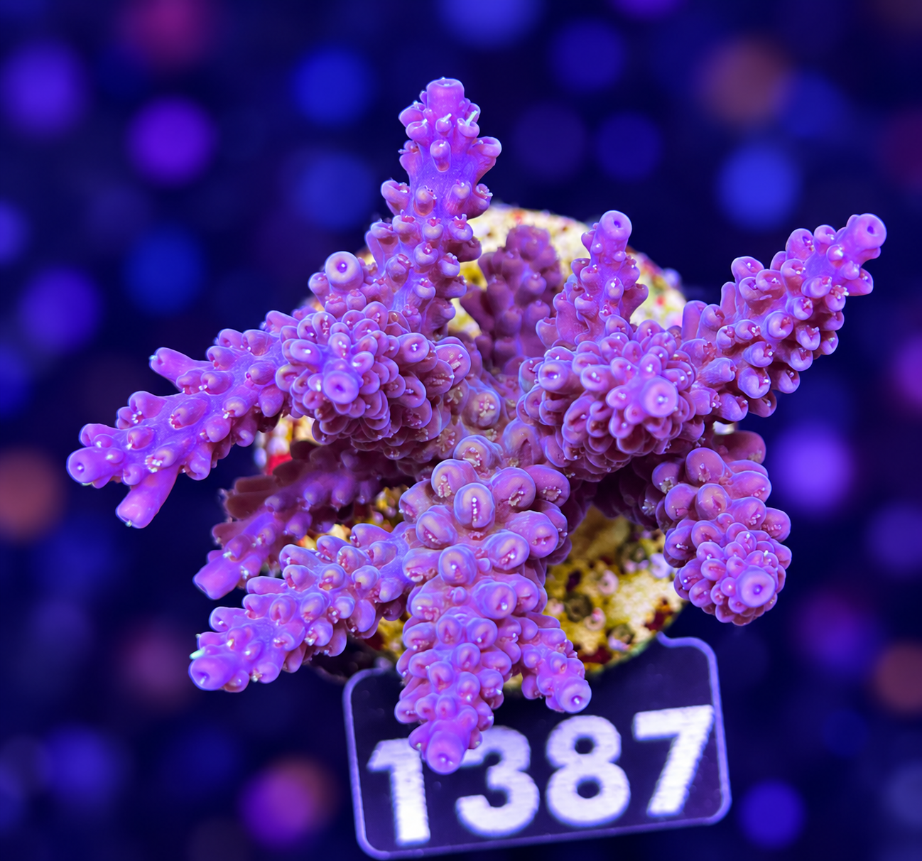 FMC Acropora sp.