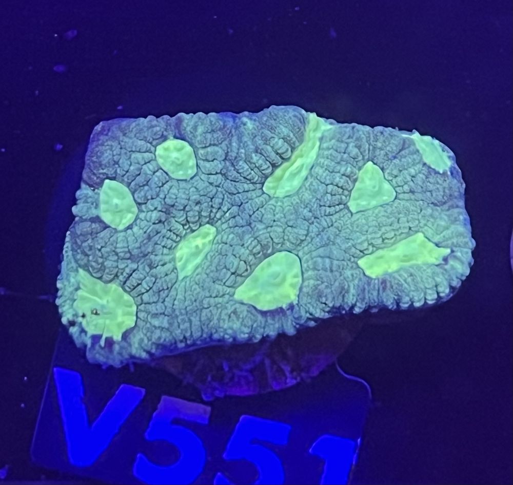 FMC Favia Toxic Green V