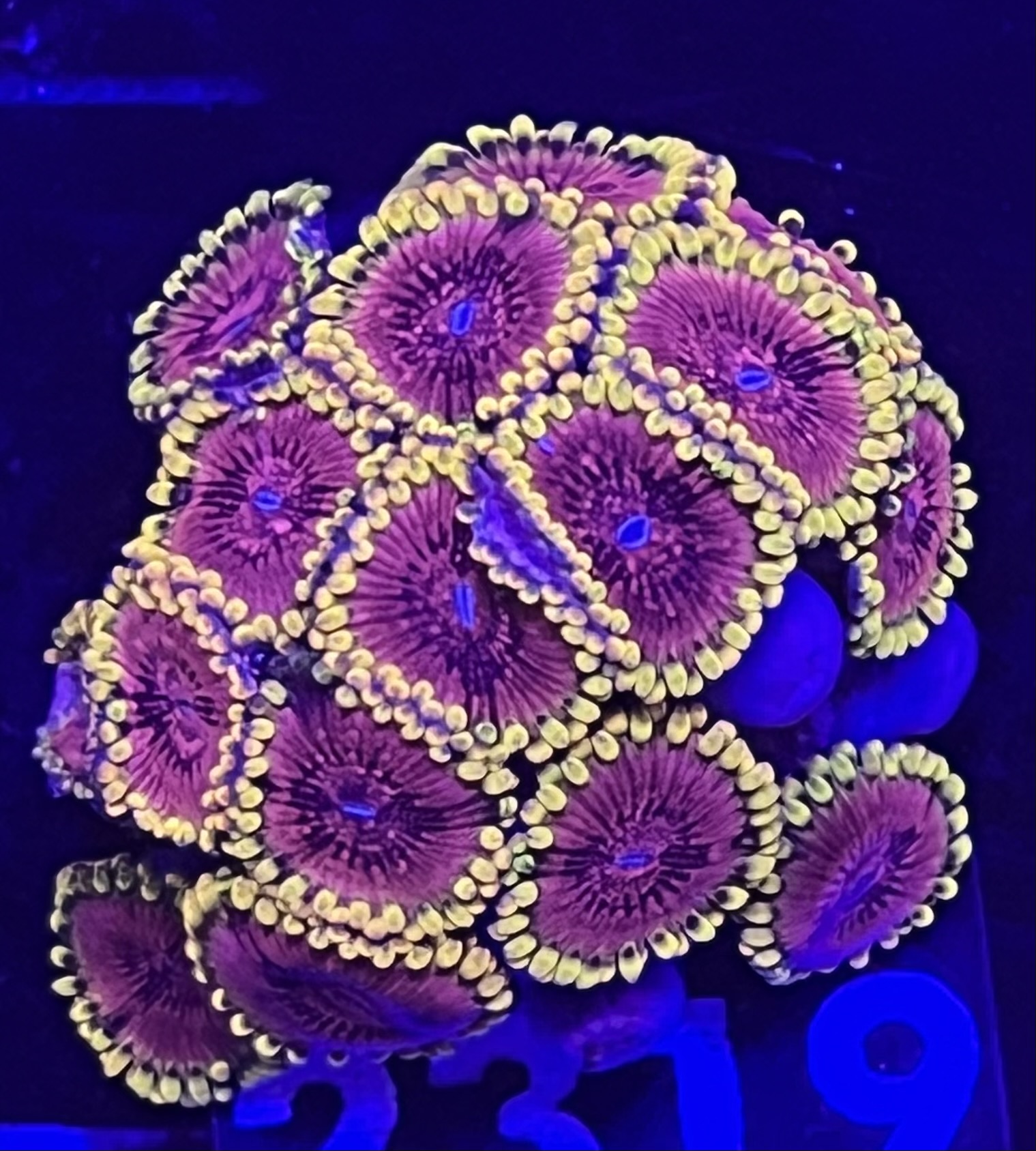 FMC Zoanthus Fake Chilli