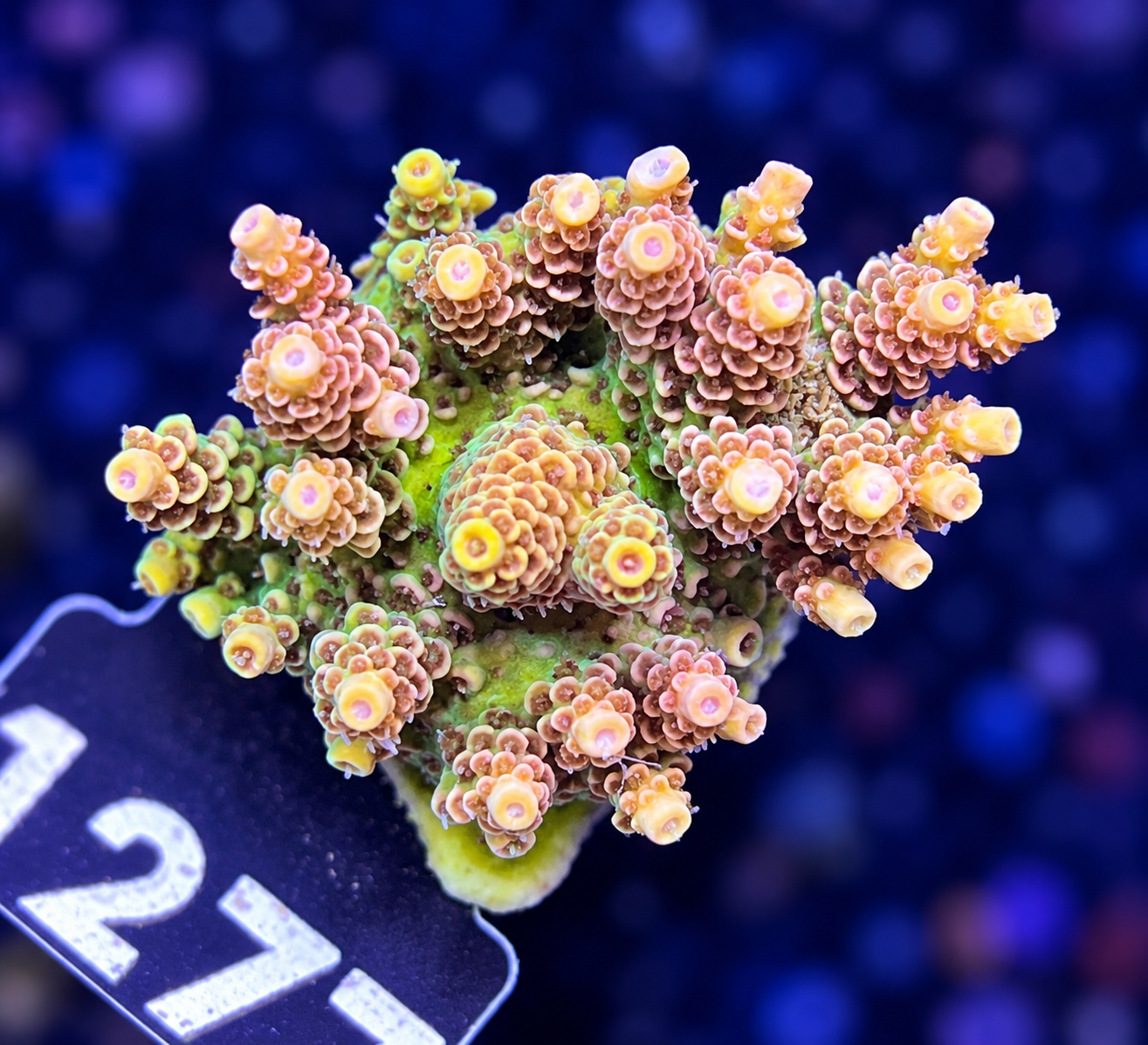 FMC Acropora hyacinthus