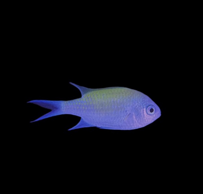 Chromis viridis - Grünes Schwalbenschwänzchen 3 - 4 cm