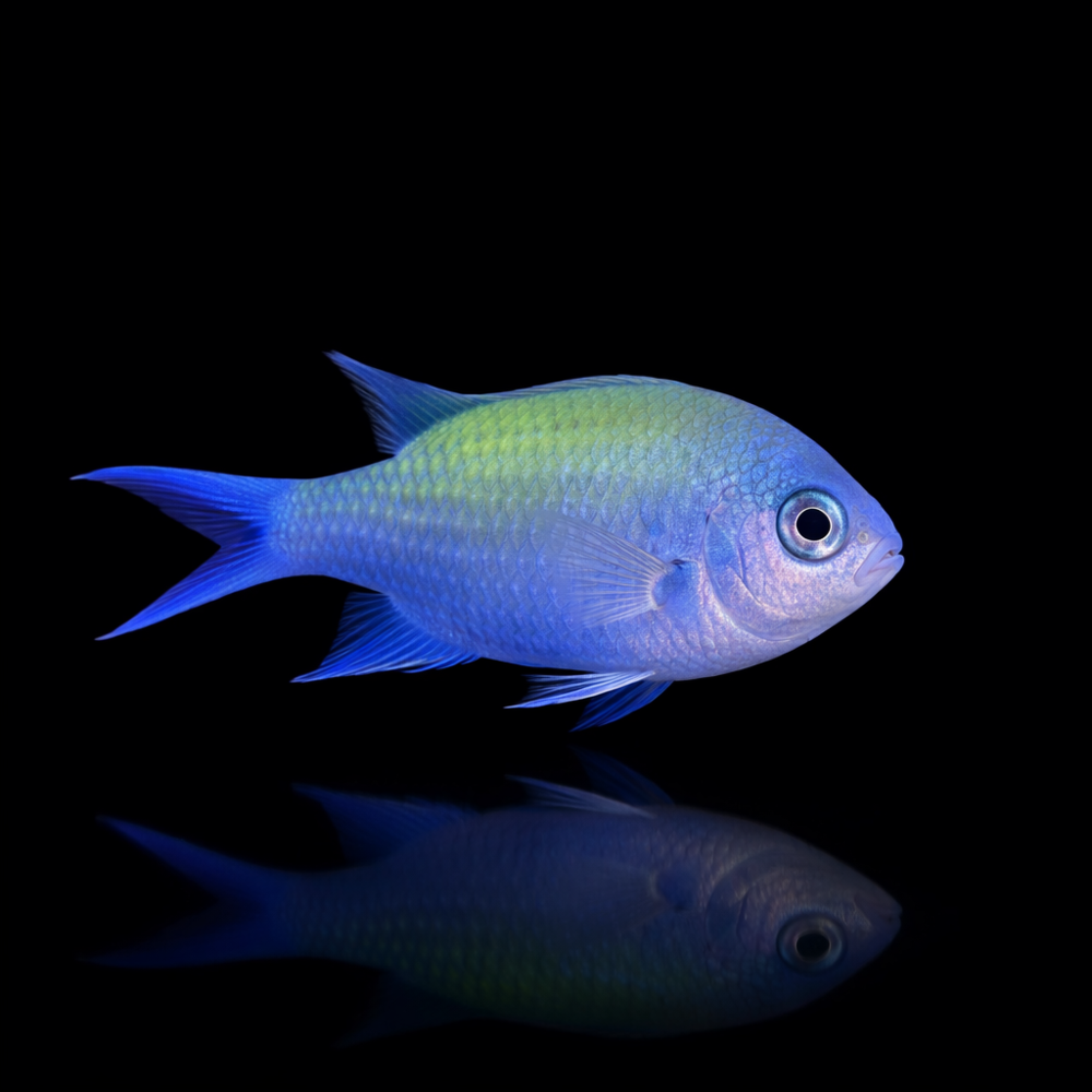 Chromis viridis - Grünes Schwalbenschwänzchen 3 - 4 cm