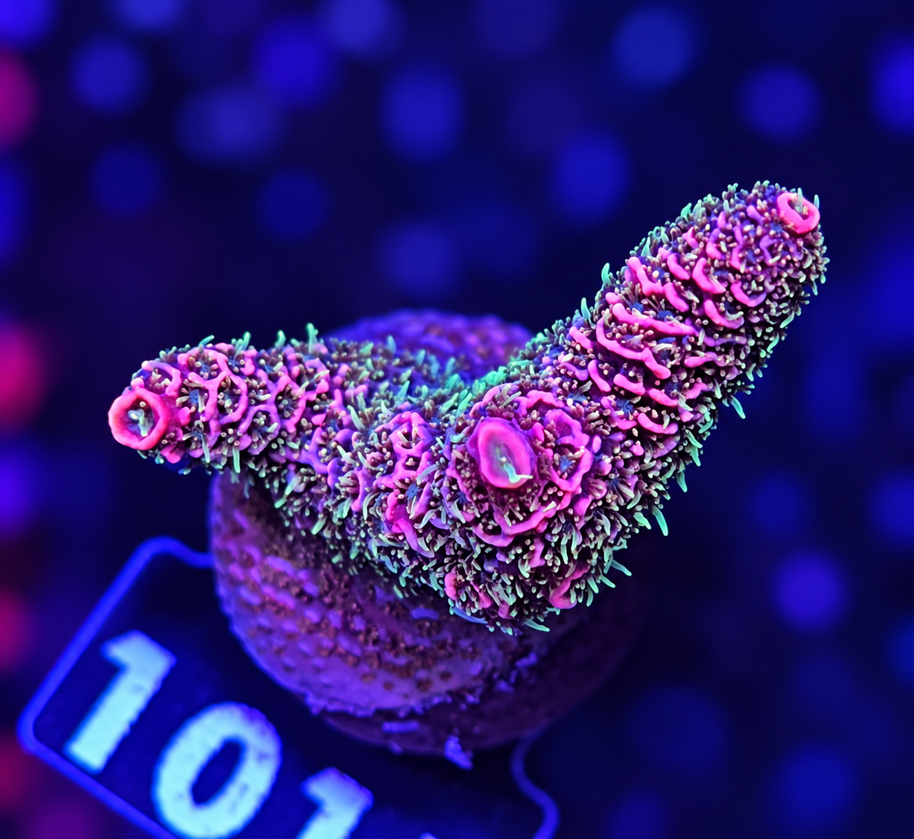 FMC Acropora millepora red green polyps