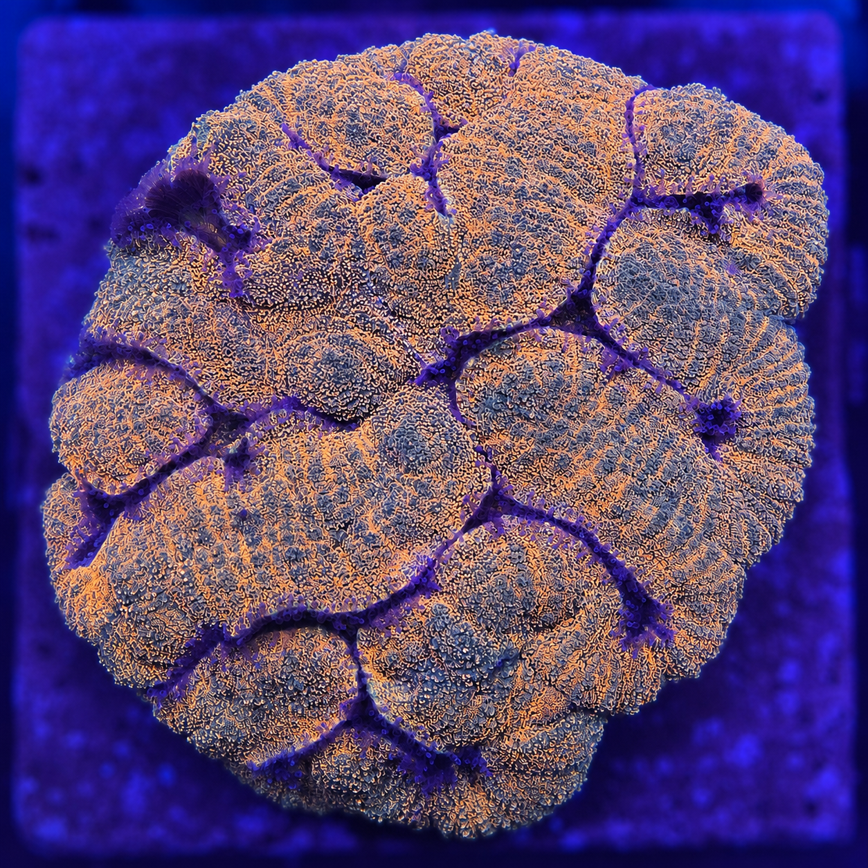 FMC Symphyllia agarica