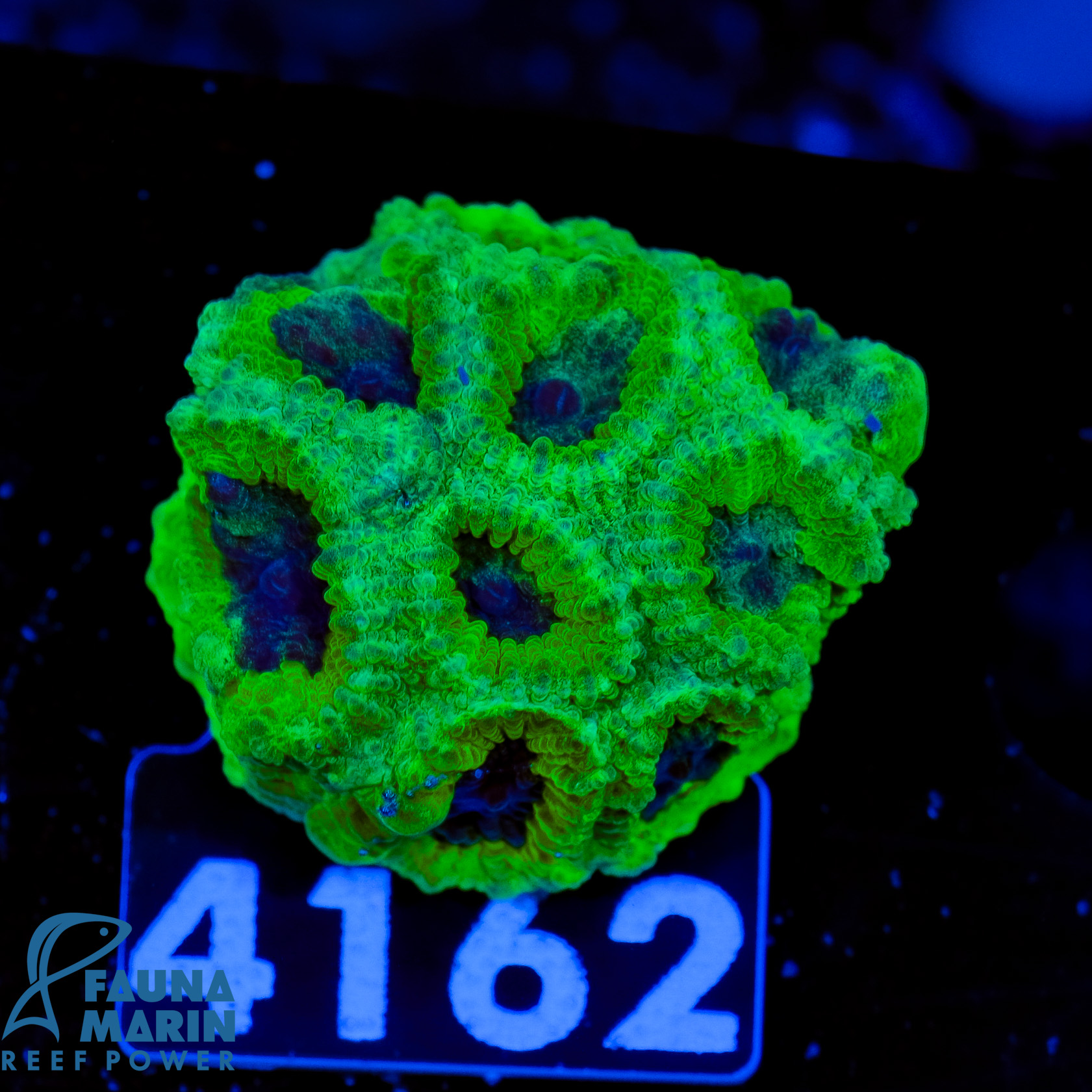 FMC Goniastrea Toxic Dark Center FMC Goniastrea Toxic Dark Center