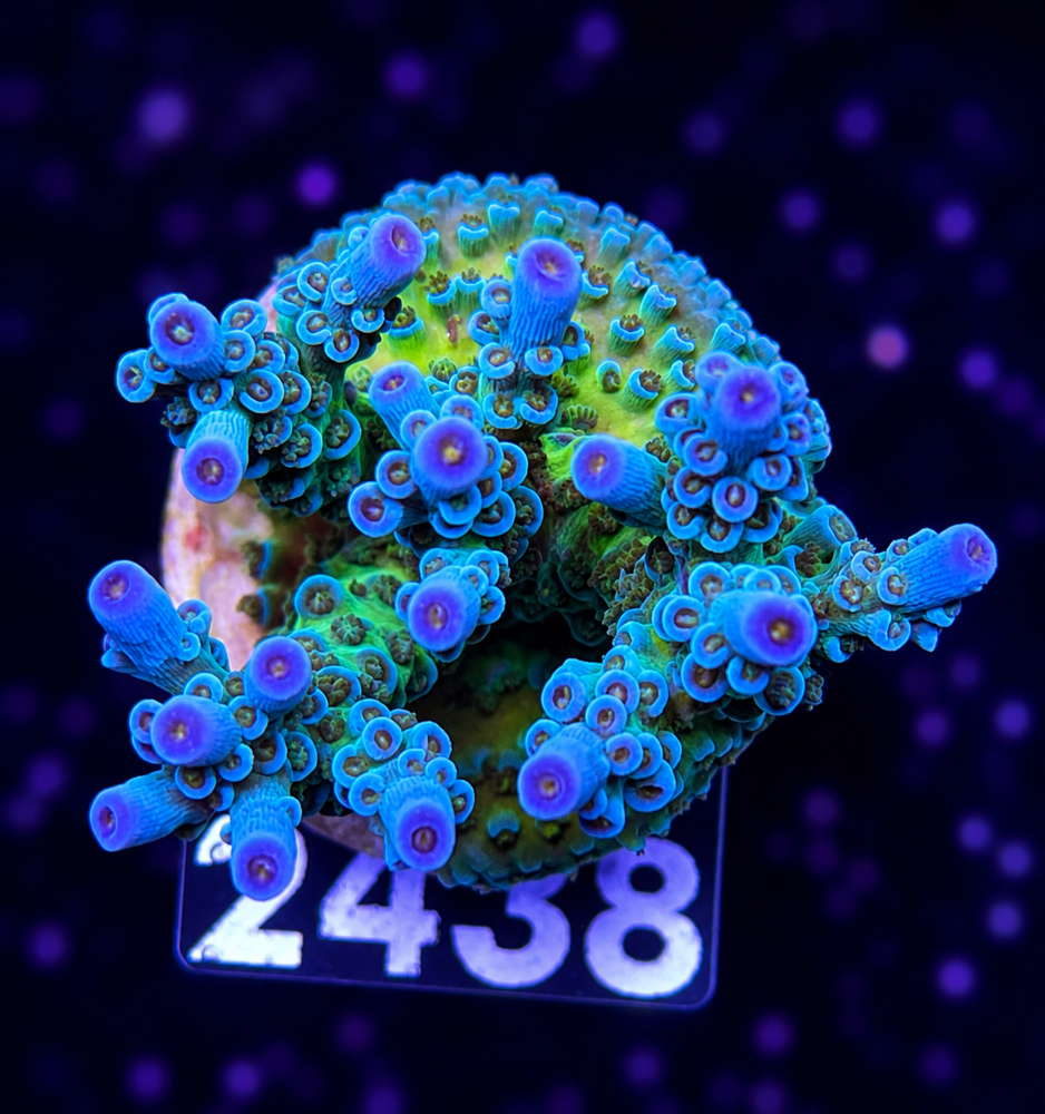 SciReef Acropora kenti Grade 1 Twin