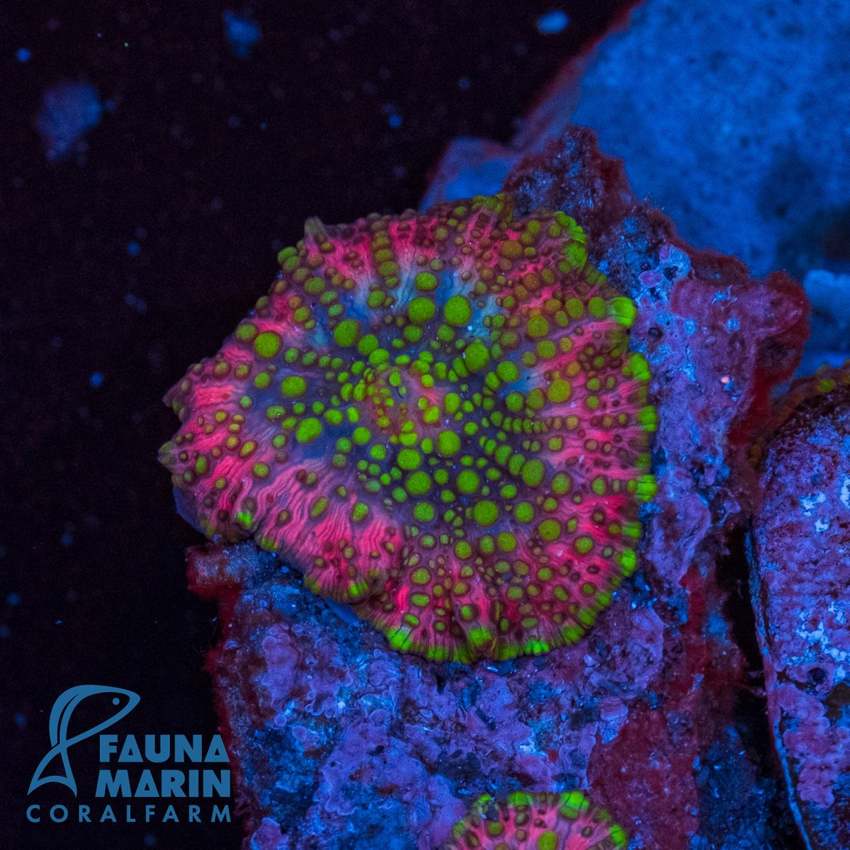 FMC Discosoma Lava Lamp V Ø ca. 2-3 cm