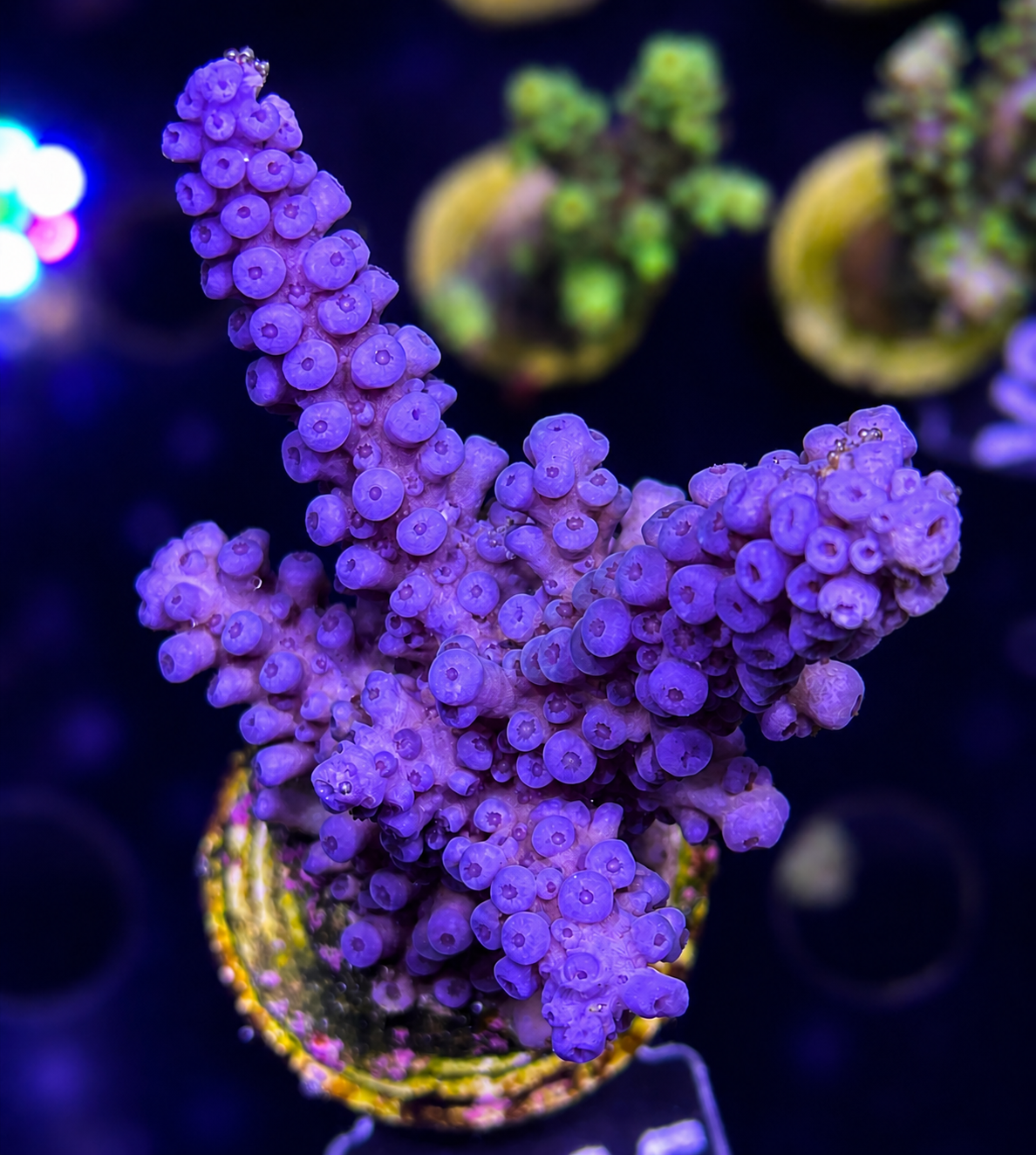 FMC Acropora formosa purple