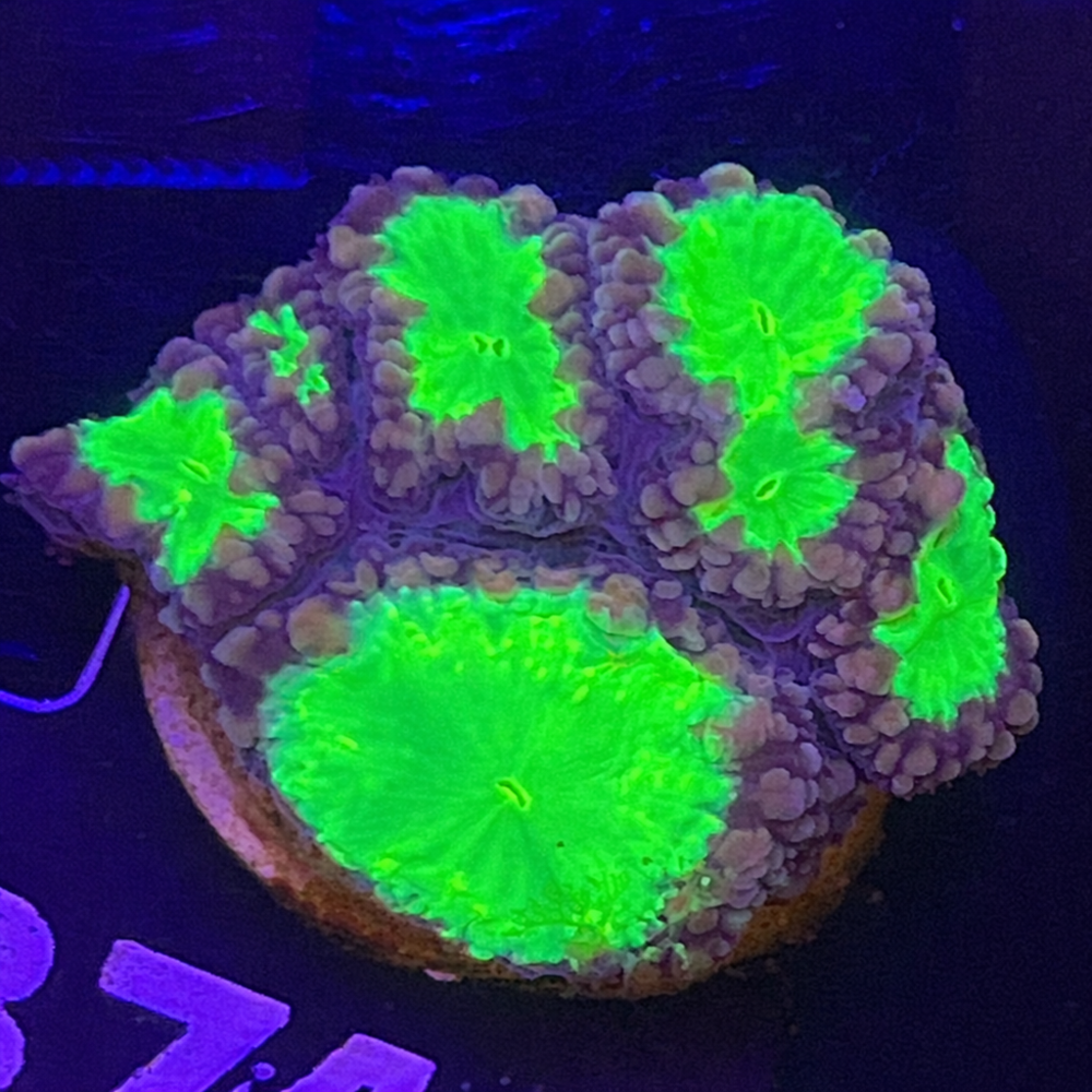 FMC Blastomussa wellsi ultra green