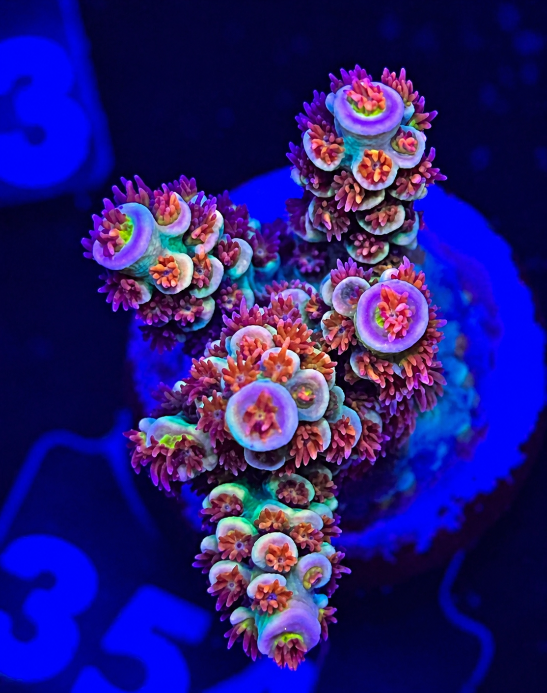 FMC Acropora tenuis rainbow