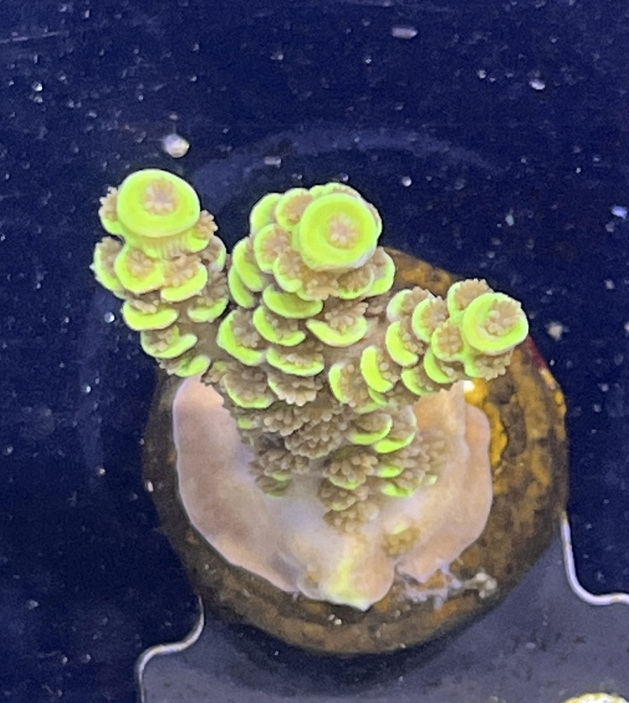 FMC Acropora tenuis yellow dark polyps V