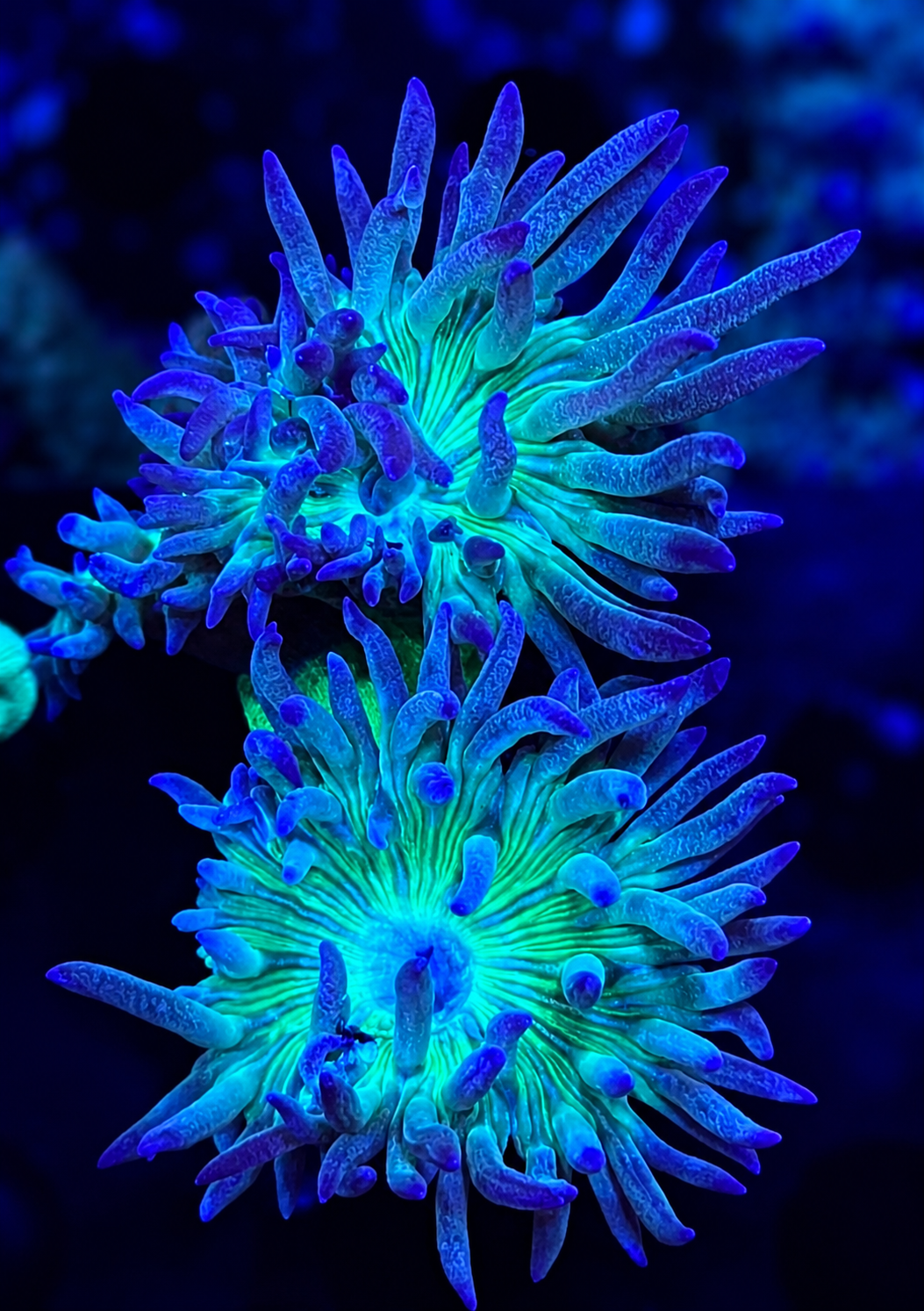 FMC Duncanopsammia axifuga