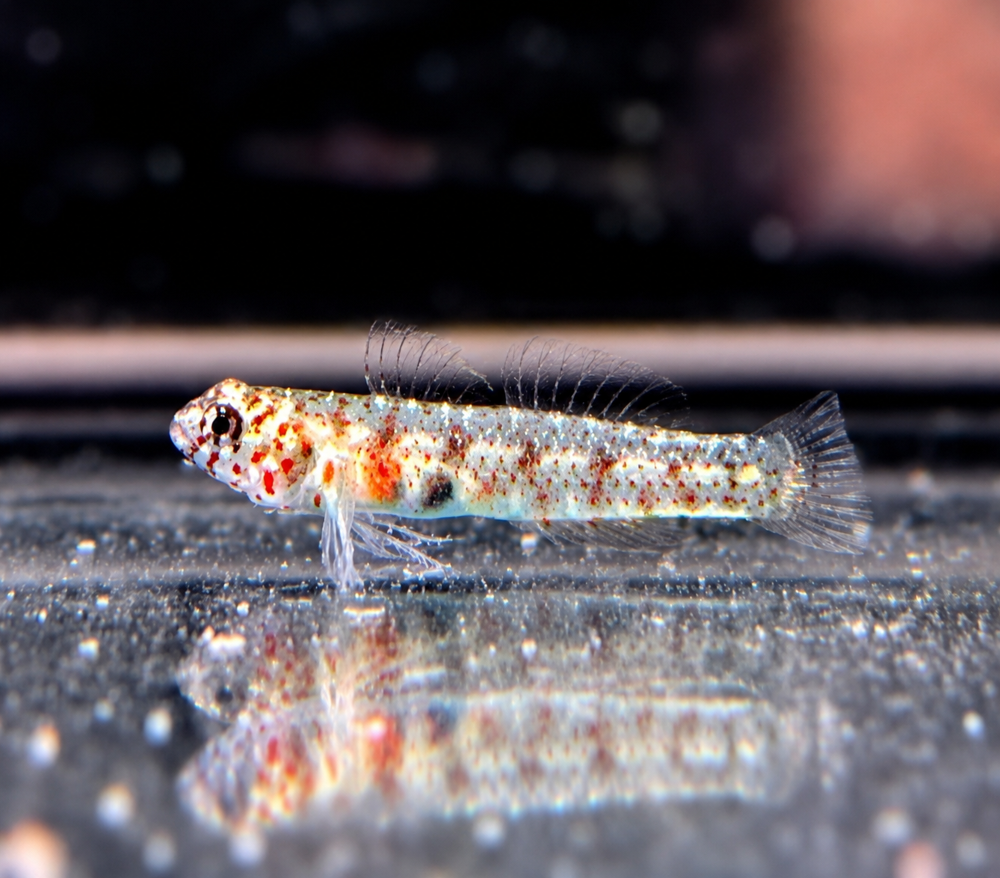 Eviota queenslandica - Queensland Zwerggrundel