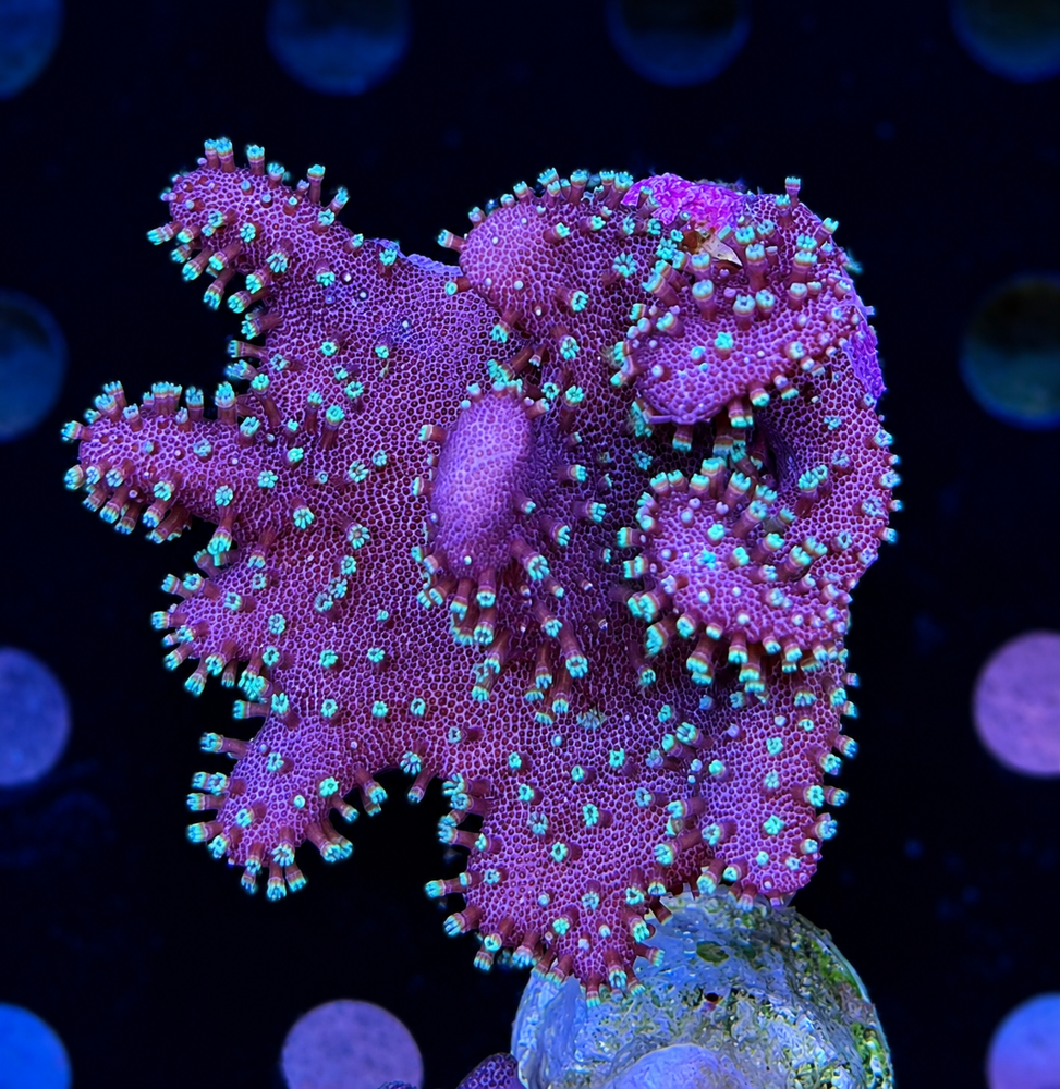 FMC Lobophytum littlle Star V