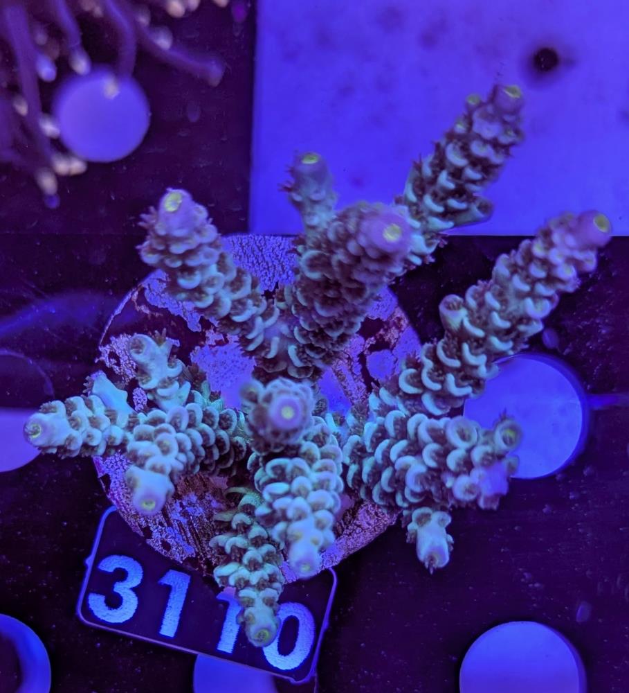 FMC Acropora tenuis