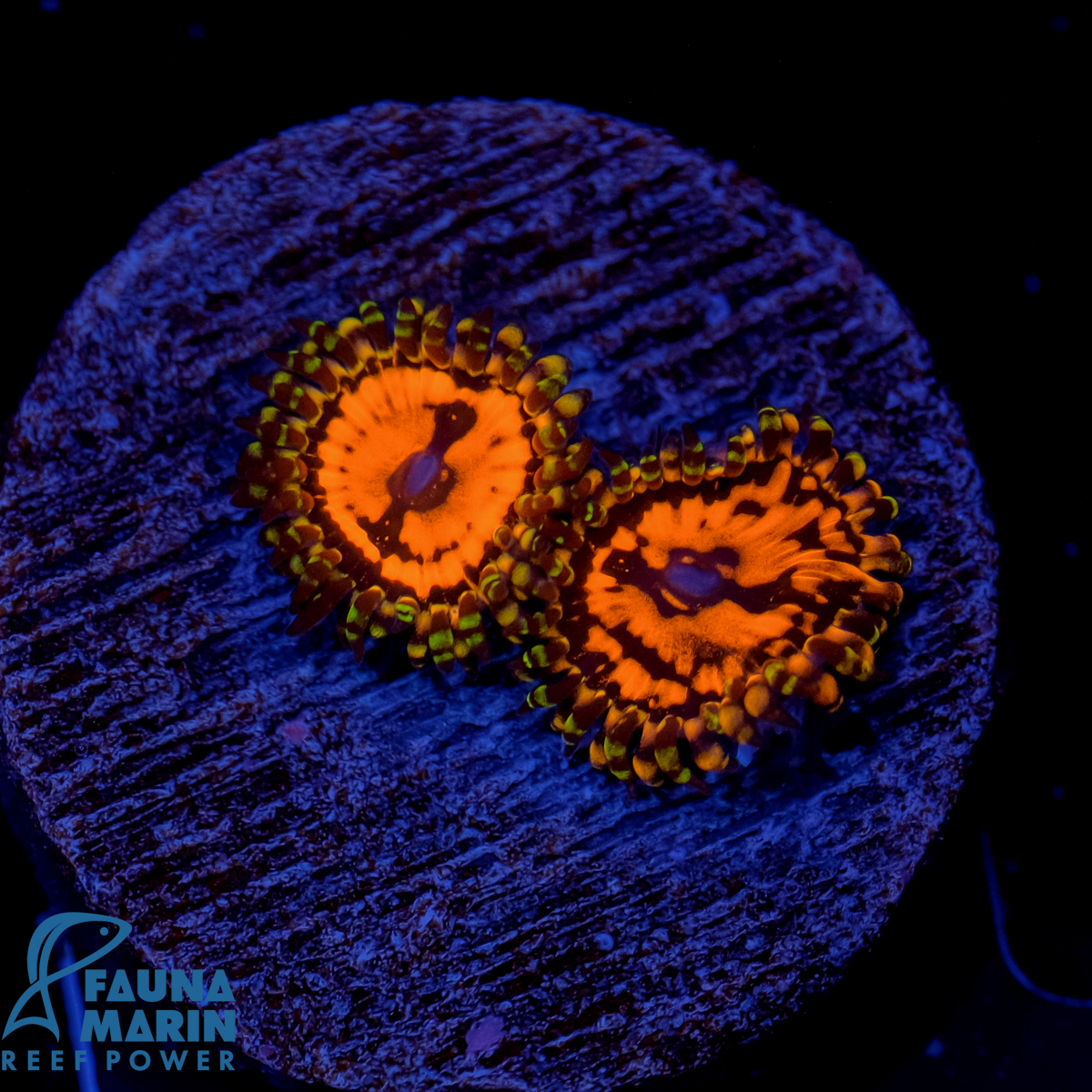 FMC Zoanthus Flaming Mohican 2 Polypen V