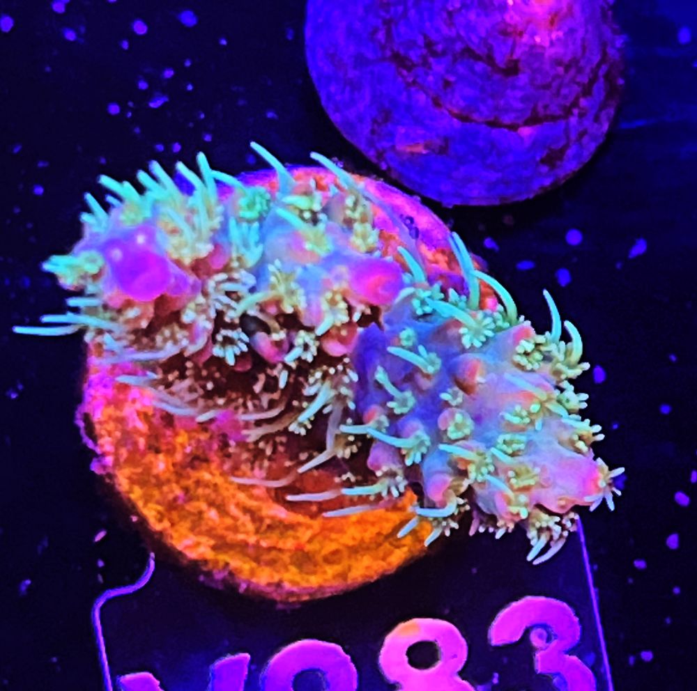 FMC Acropora vividis confetti V