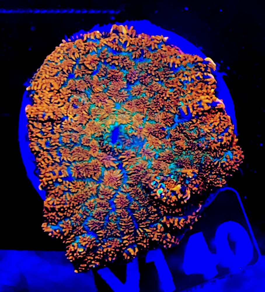 FMC Rhodactis Orange V