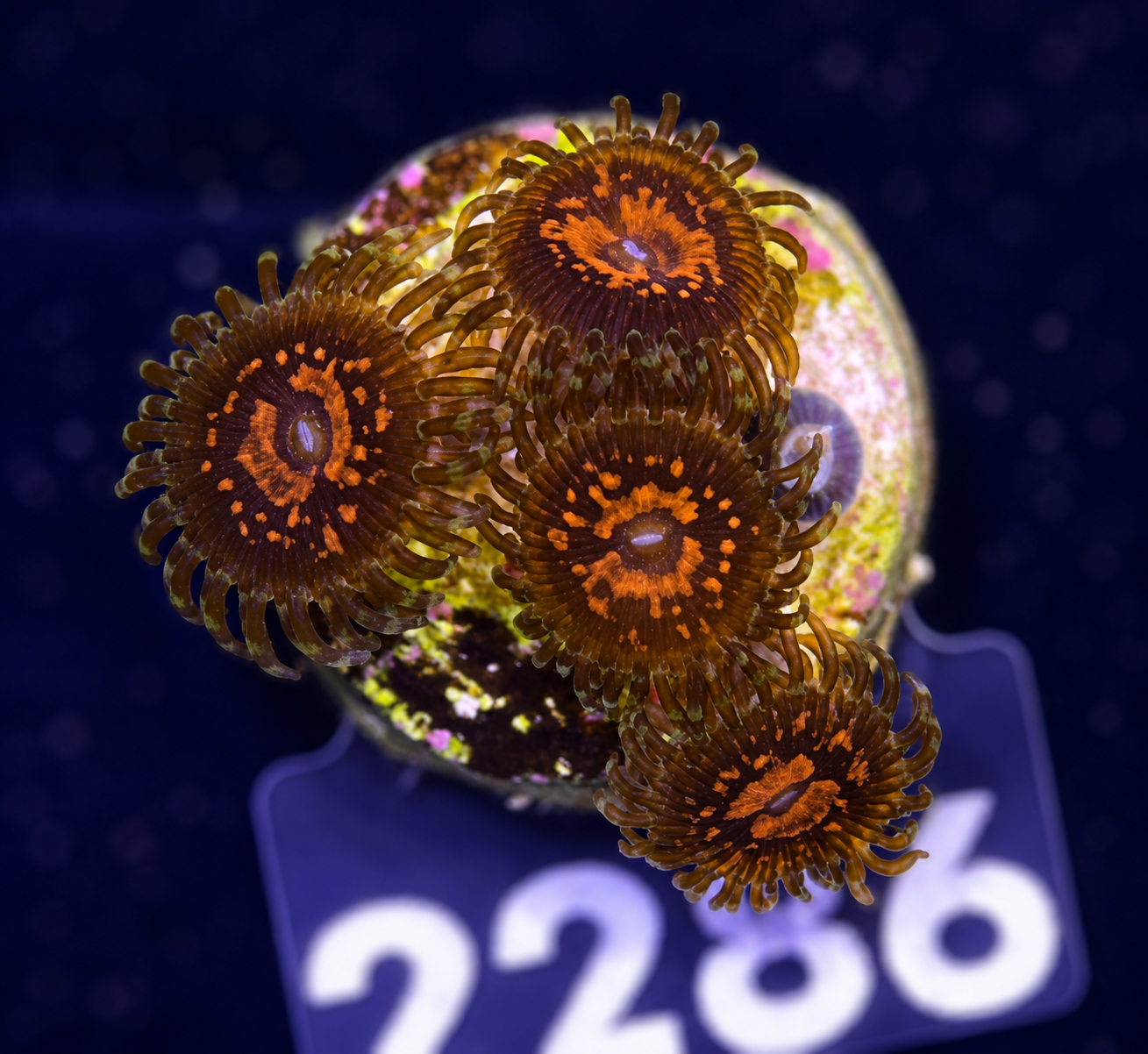 FMC Zoanthus Flaming Mohican