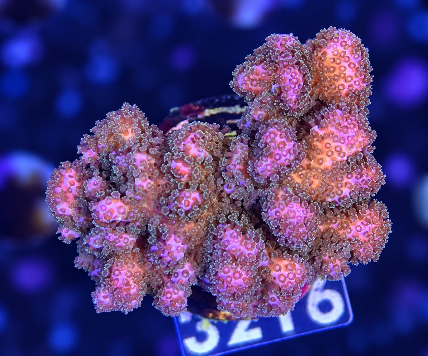 FMC Pocillopora bicolor