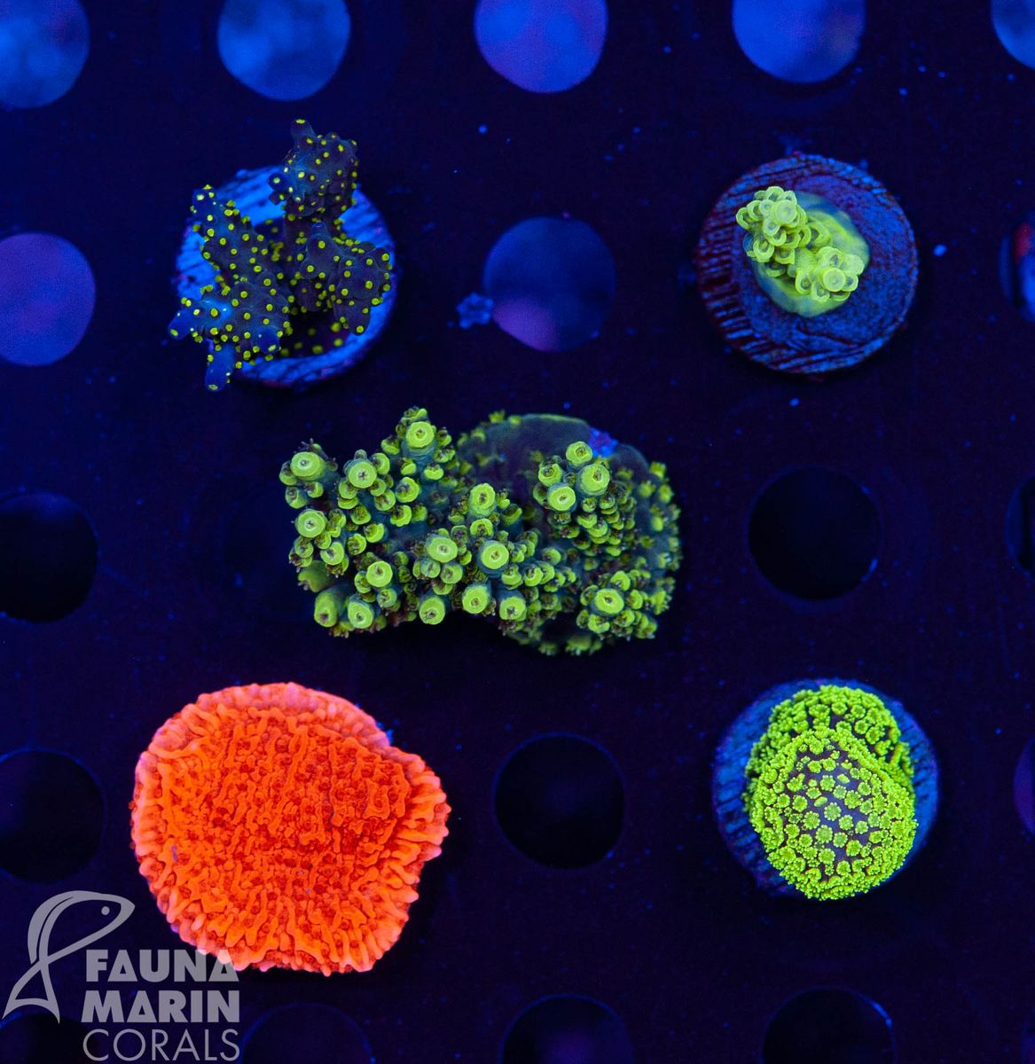 FMC SPS Pack  V  (Filter- + Daylight-Shot picture!)