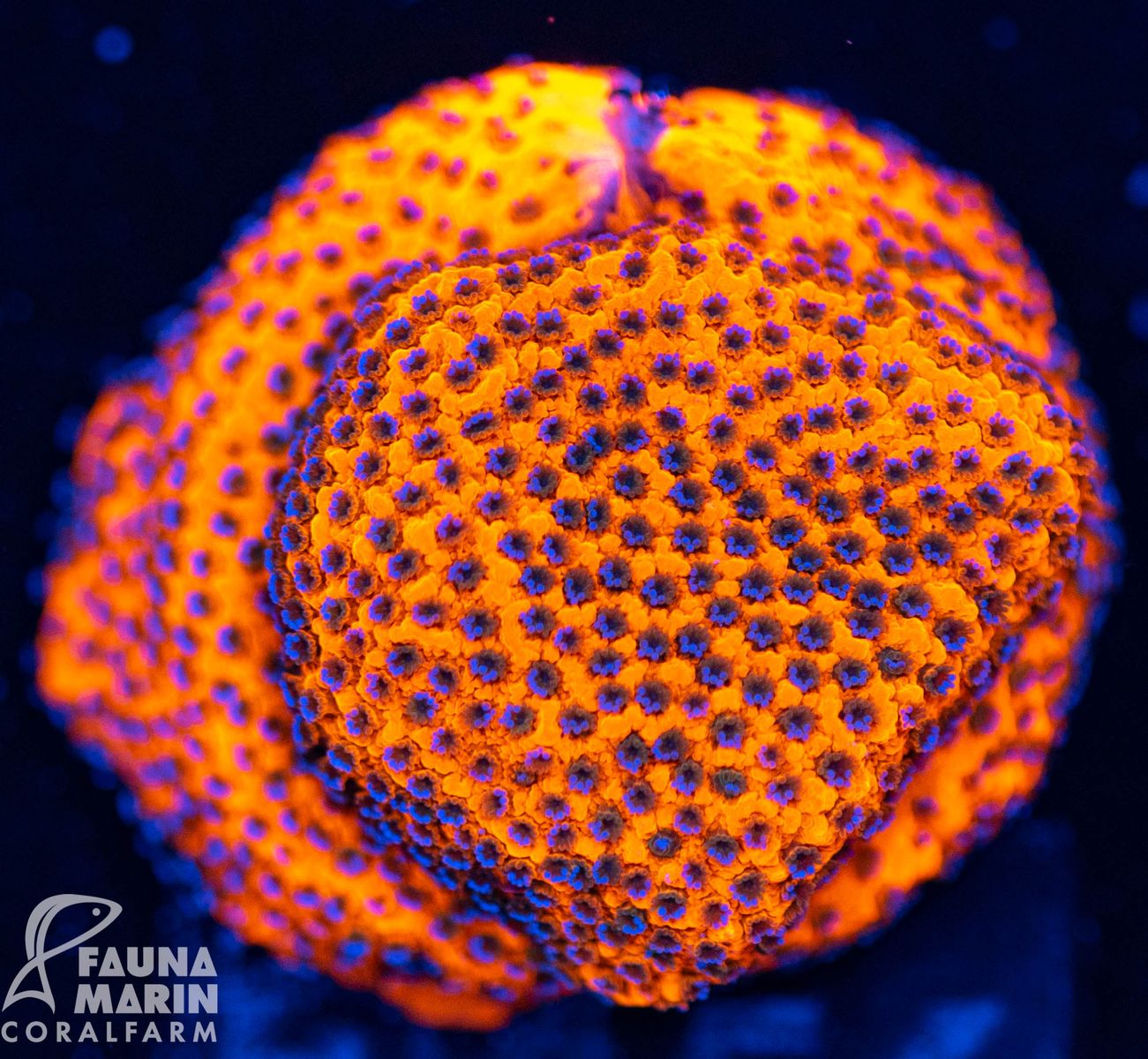 FMC Montipora Mystic Sunset V