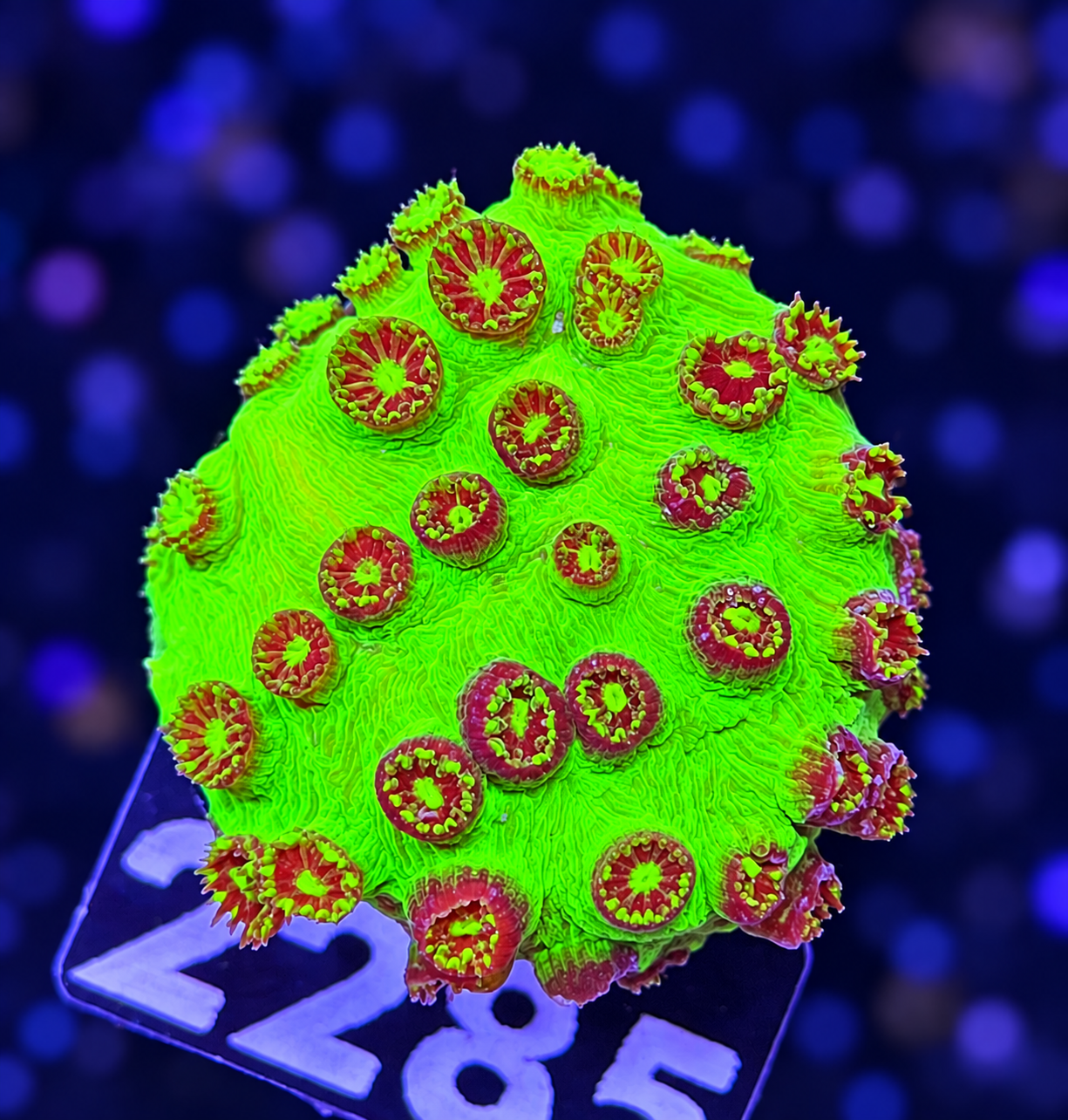 FMC Cyphastrea Green Goblin
