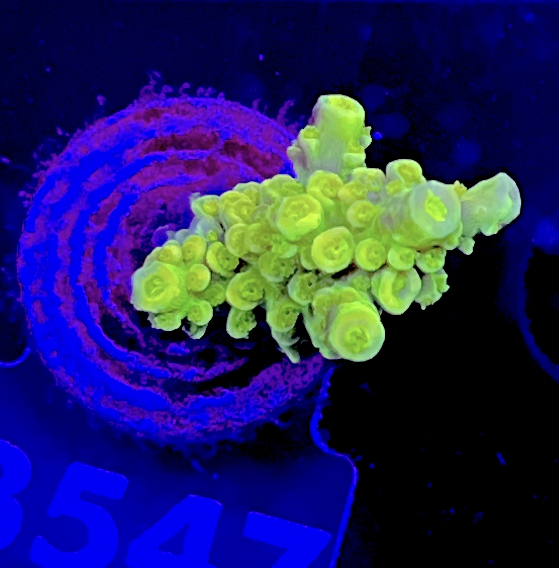 FMC Acropora sp. yellow staghorn