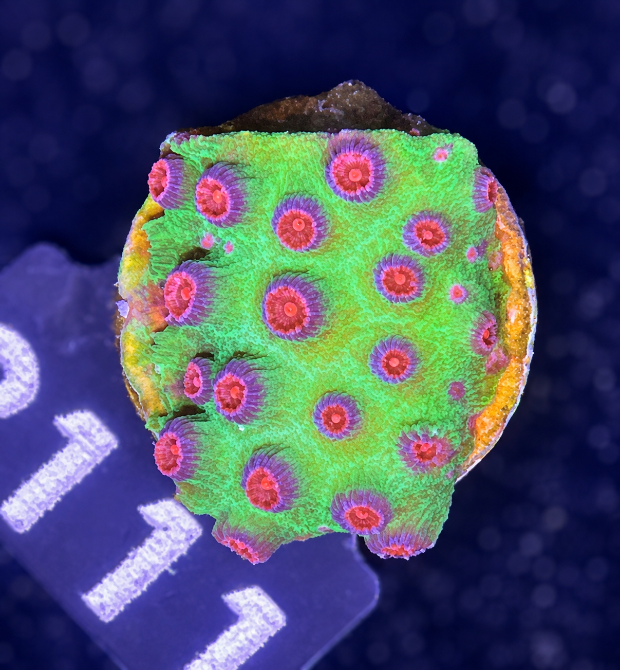 FMC Cyphastrea Cherry Bomb