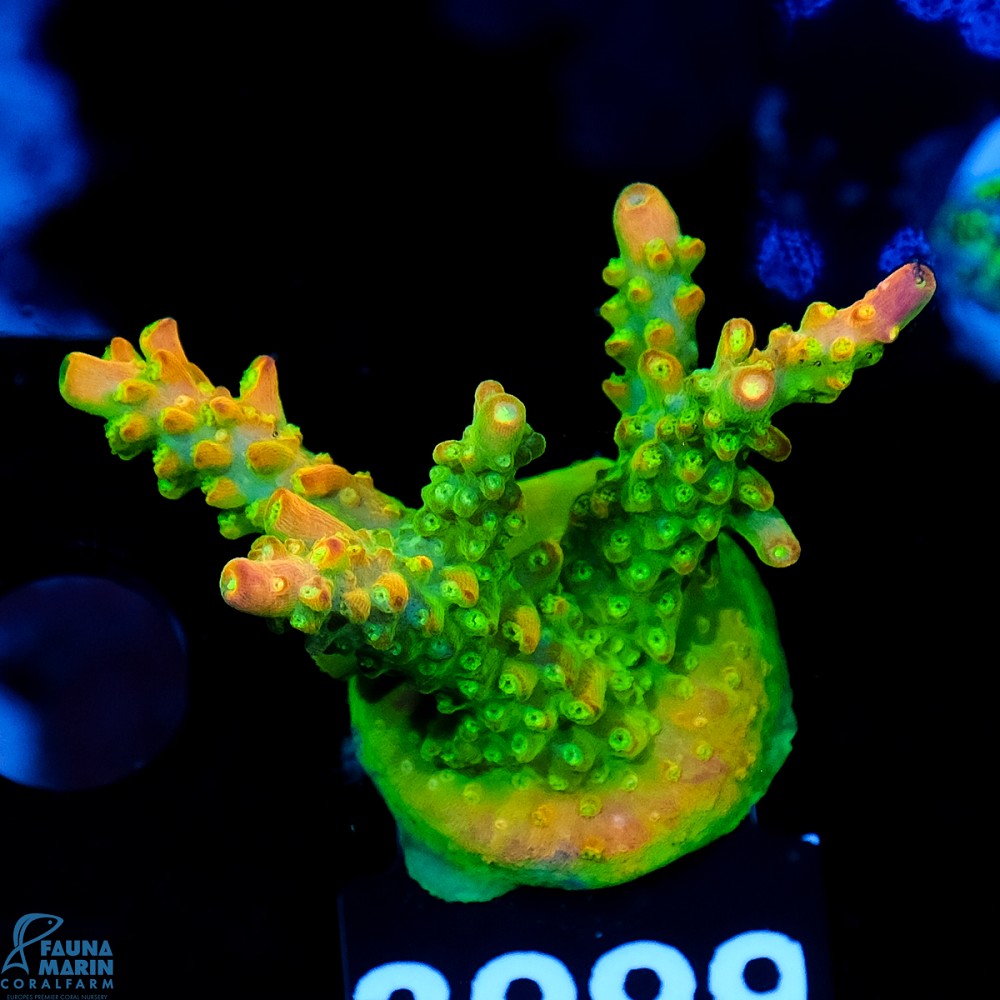 FMC Acropora Rainbow Loom V
