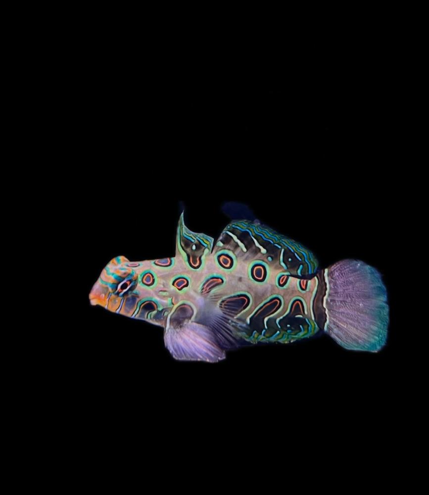 Synchiropus picturatus - LSD Leierfisch 4 - 6 cm !Männchen!