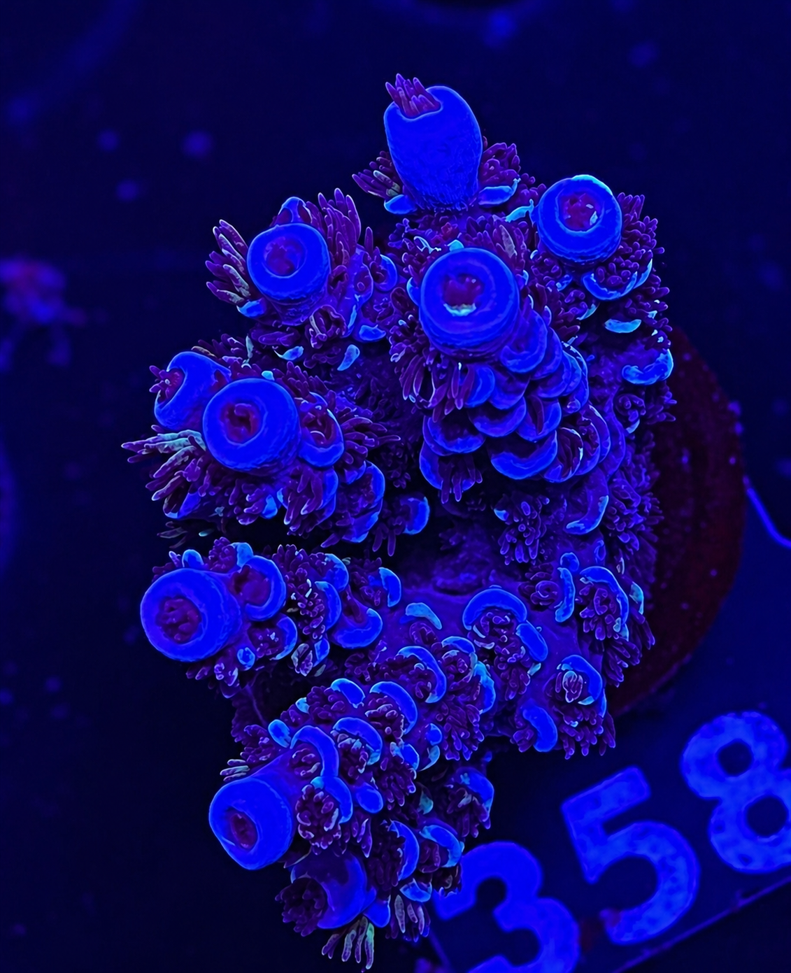 FMC Acropora tenuis purple tip