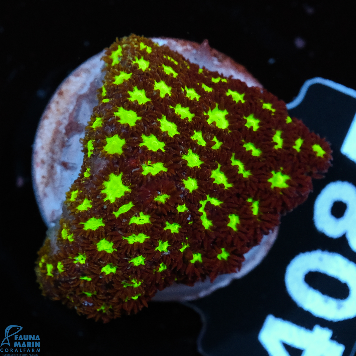 FMC Leptastrea Glowworm