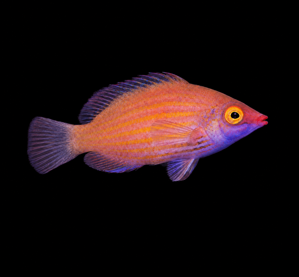 Pseudocheilinops ataenia - Stacheliger Zwerglippfisch