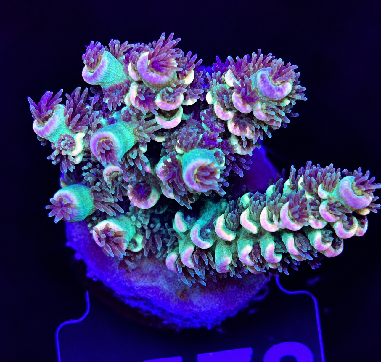 FMC Acropora tenuis