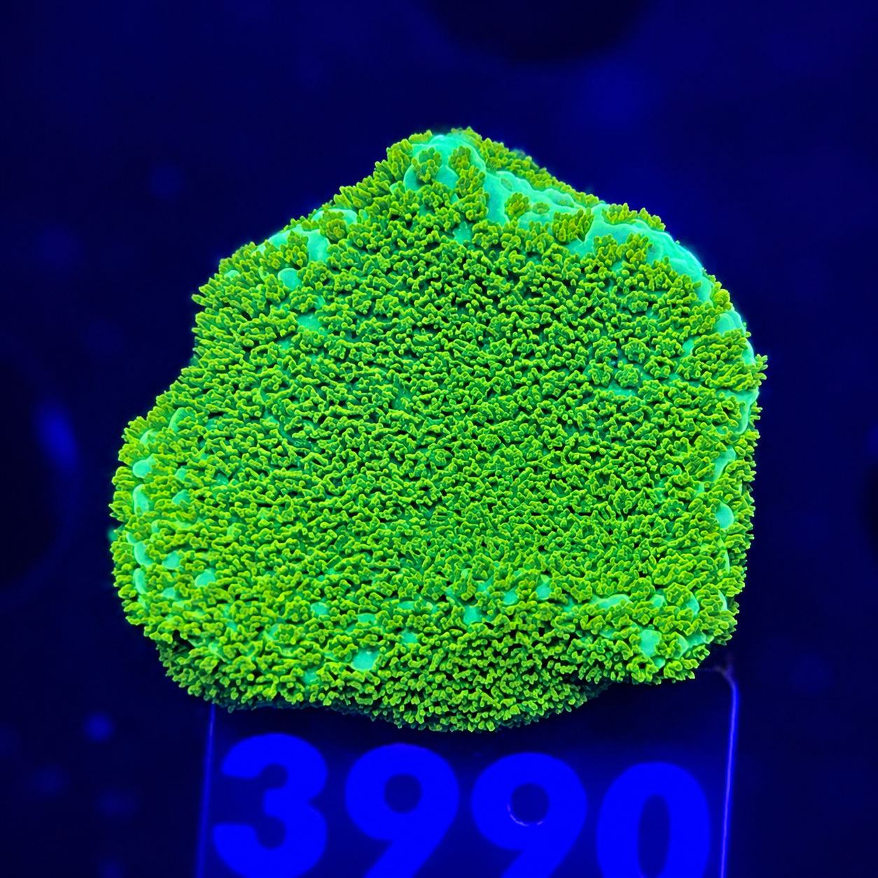 FMC Montipora Pokerstar