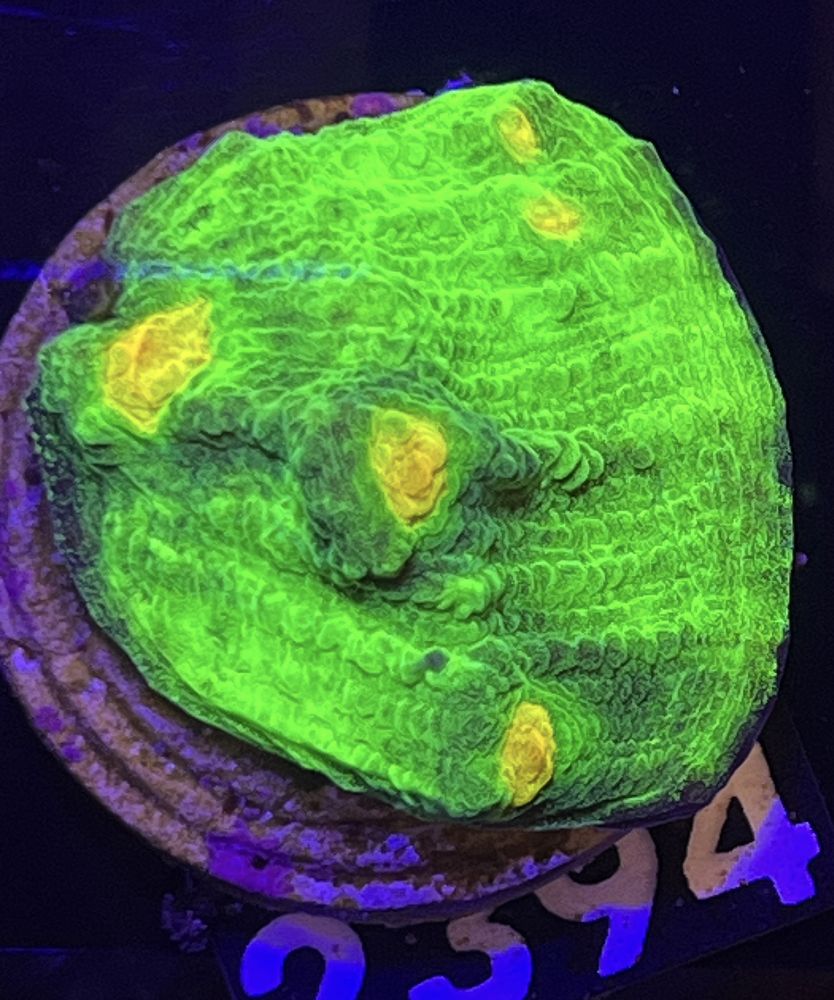 FMC Chalice Raja Rampaje