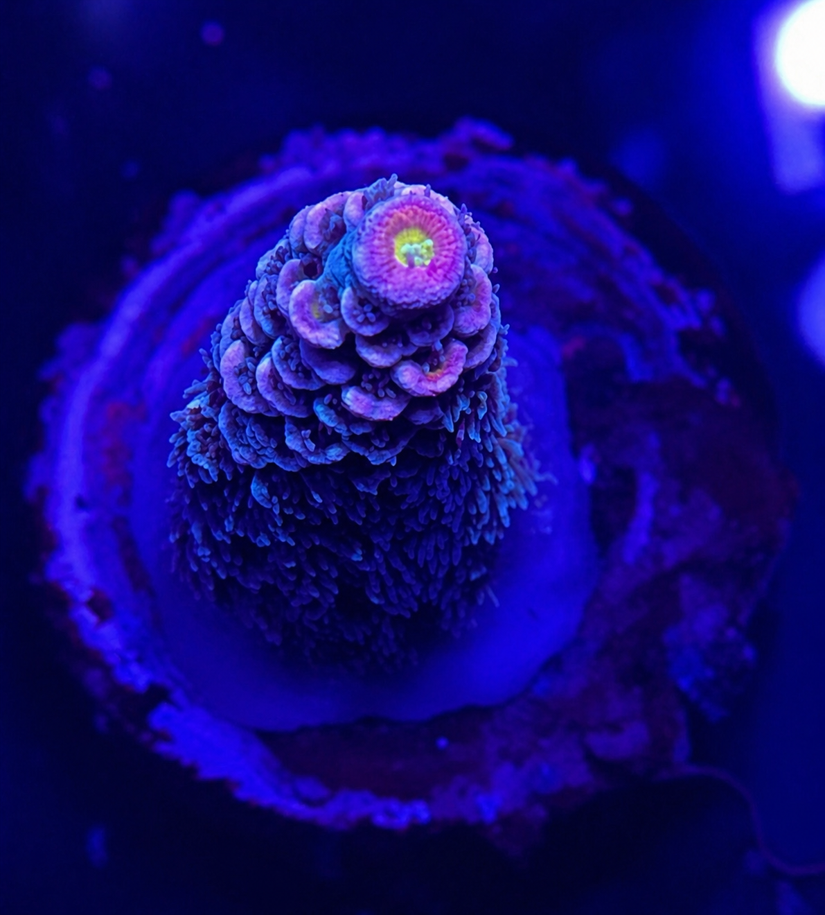 FMC Acropora millepora dark