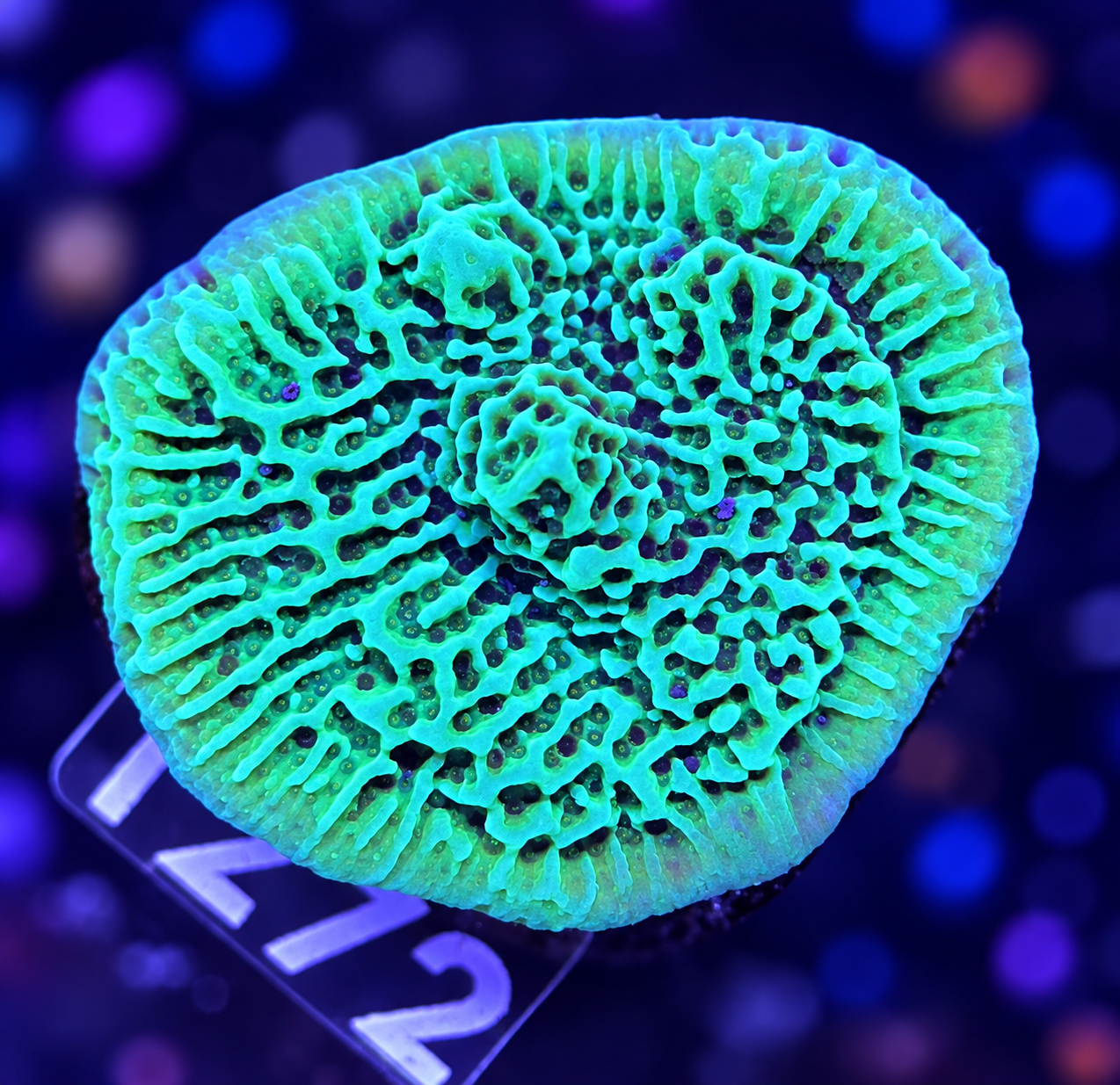 FMC Montipora undata Ocean Waves