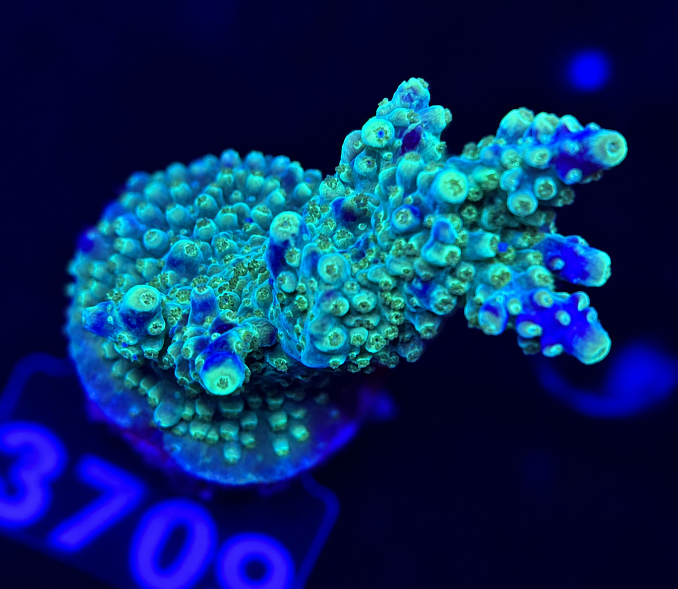 FMC Acropora valida Purple Tip