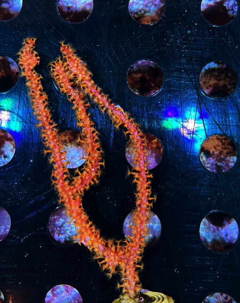 FMC Menella sp. - orange Polyps V