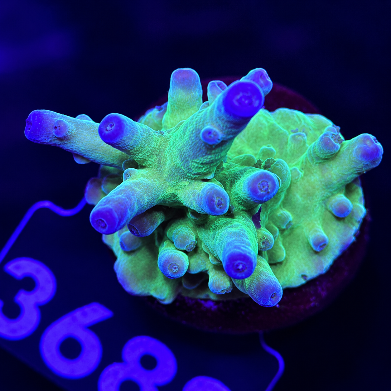 FMC Acropora austera Purple Tip
