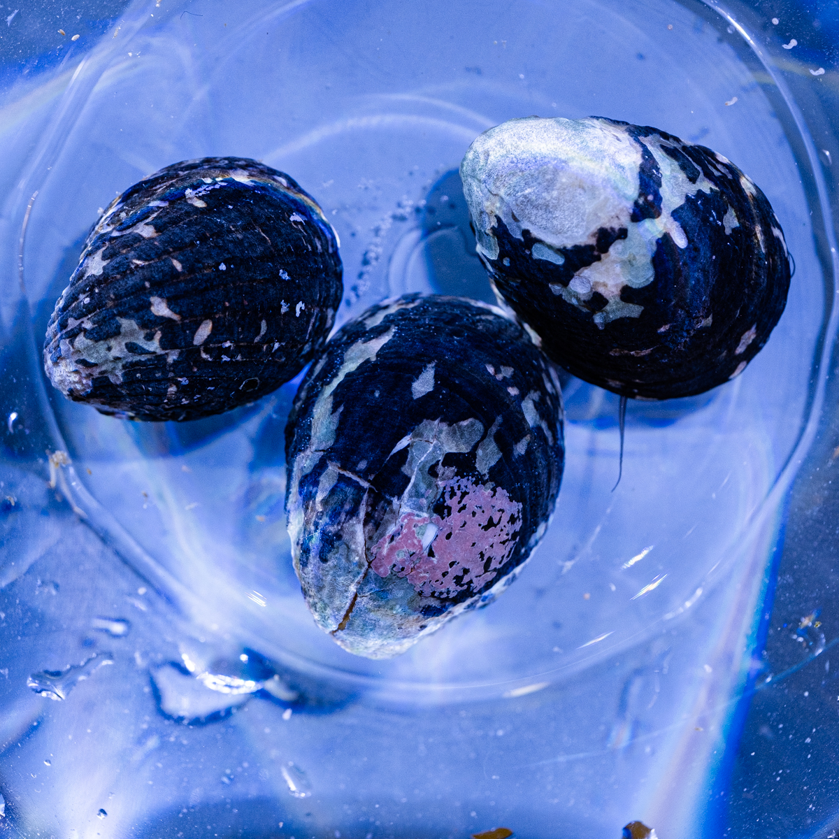 Nerita tesselata - Napfschnecke