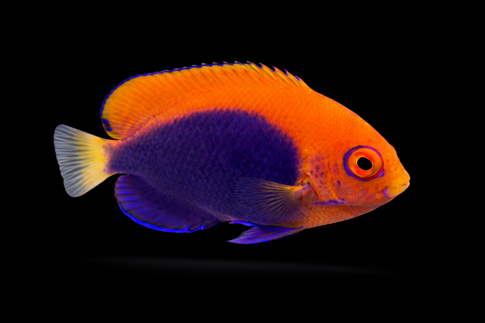 Centropyge acanthops - Orangerücken-Zwergkaiserfisch