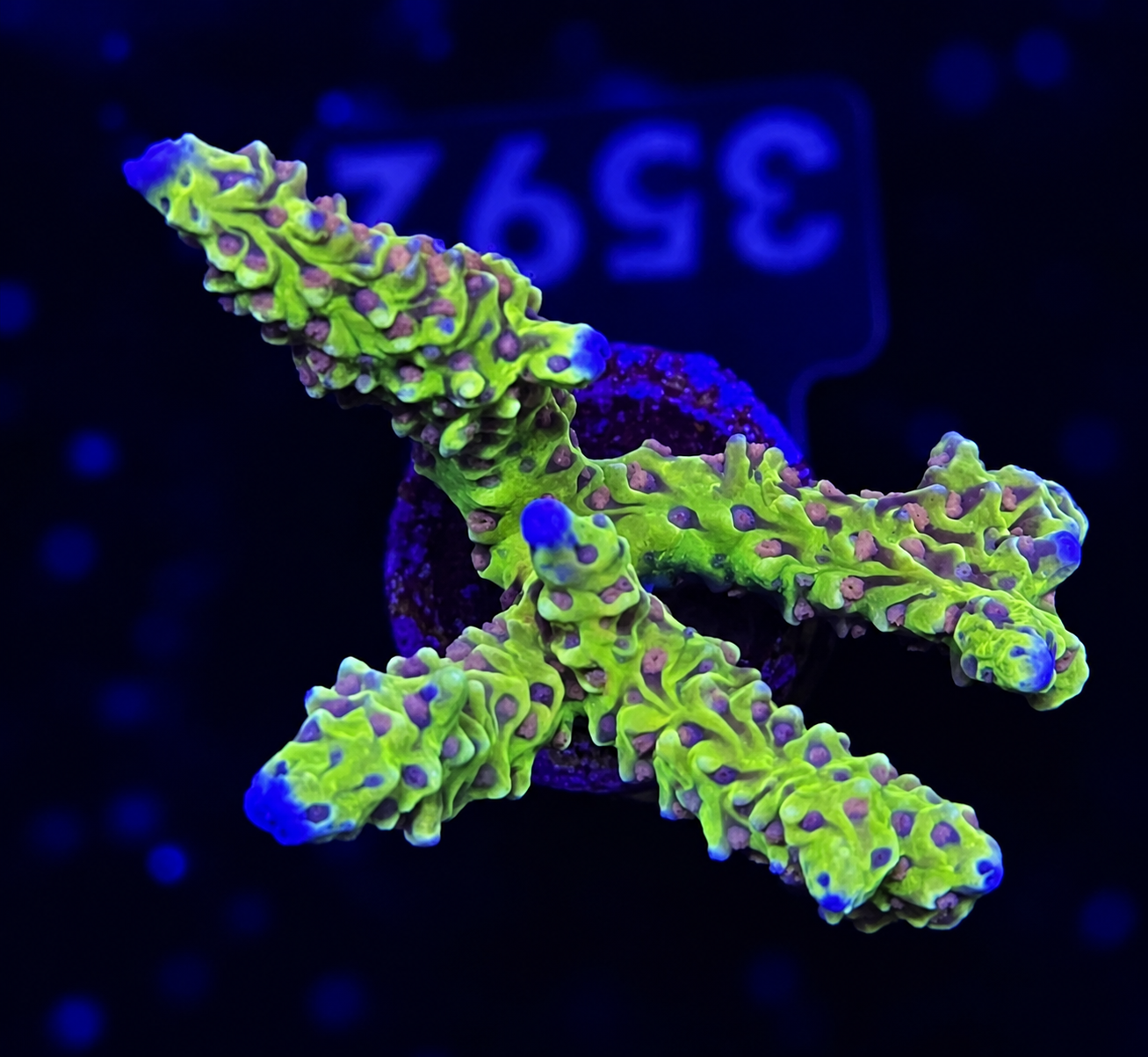 FMC Anacropora sp golden rod